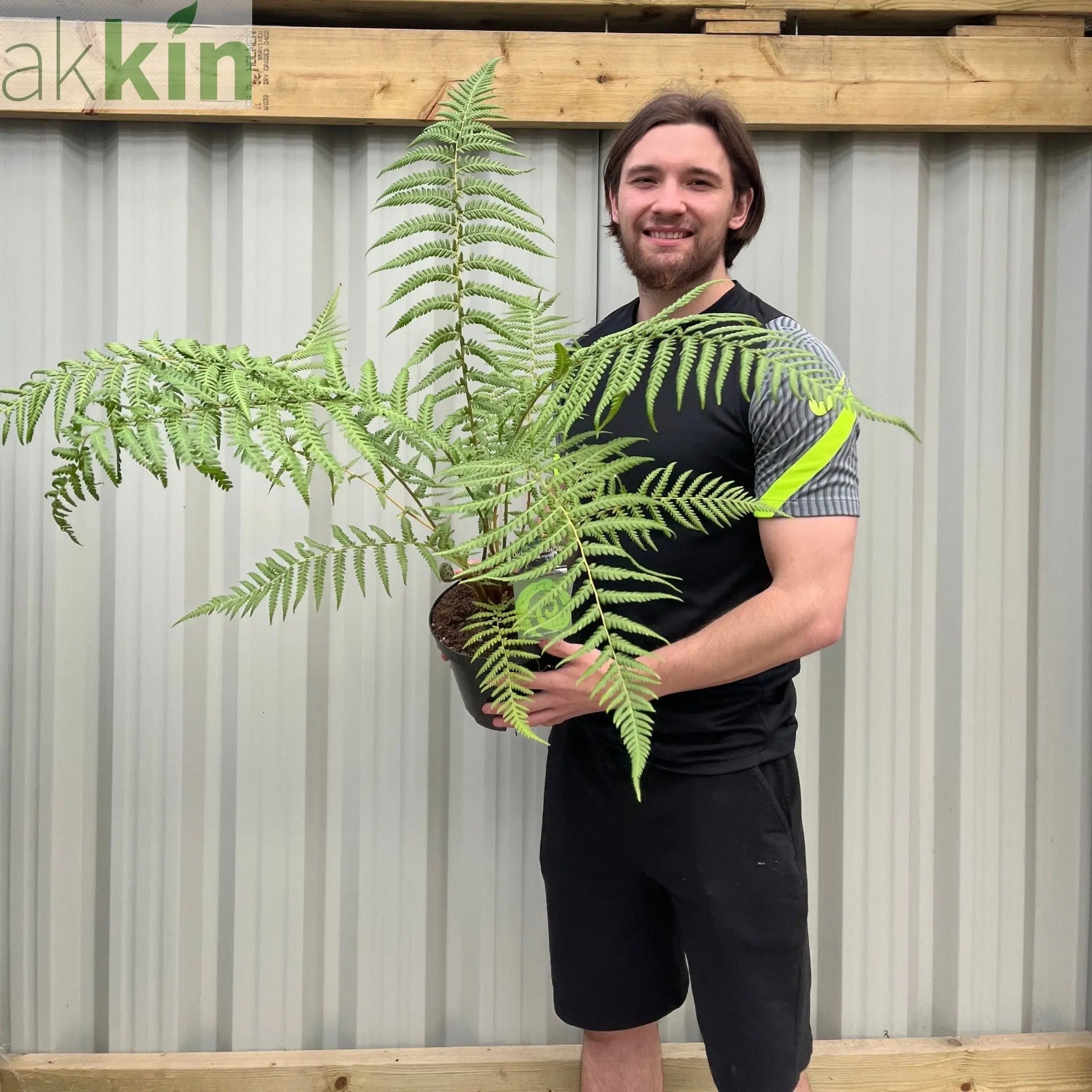 Dicksonia antarctica 'Tree Fern' 1/2/5L One Click Plants