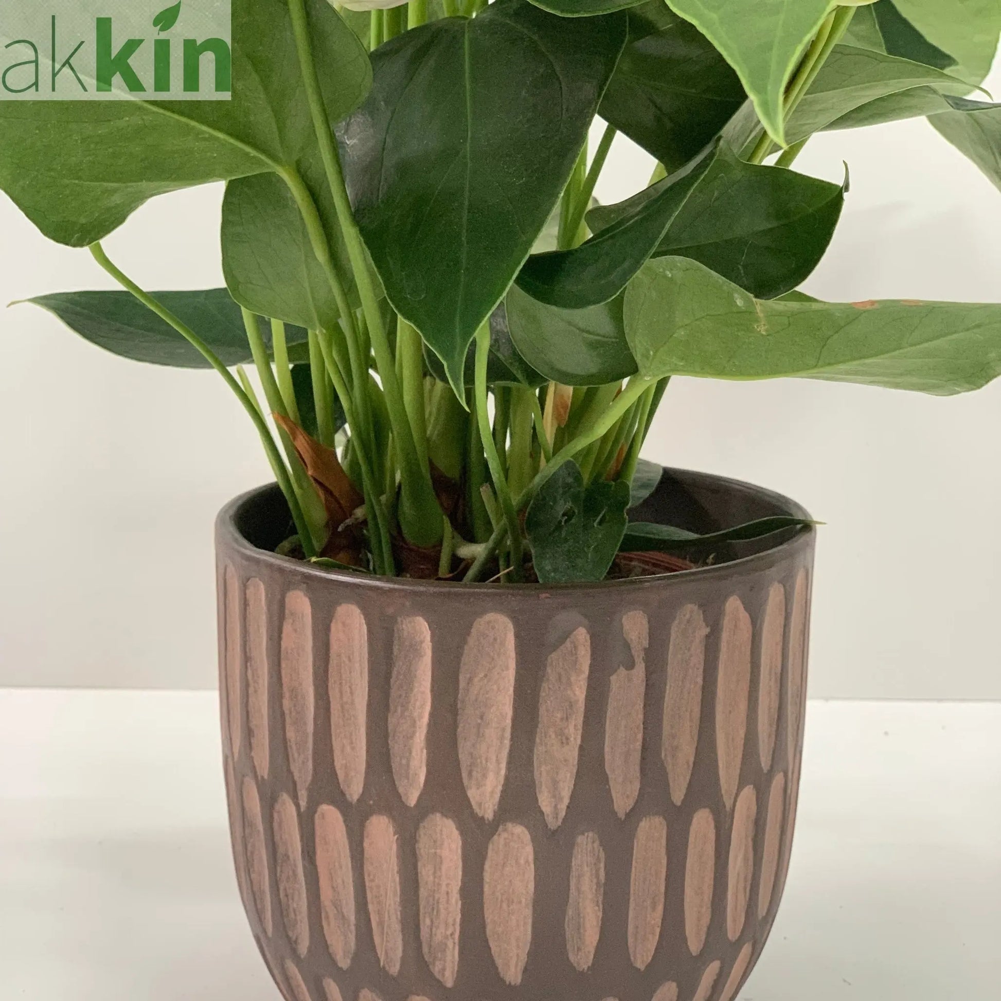 Anthurium - Candy Floss Pink One Click Plants