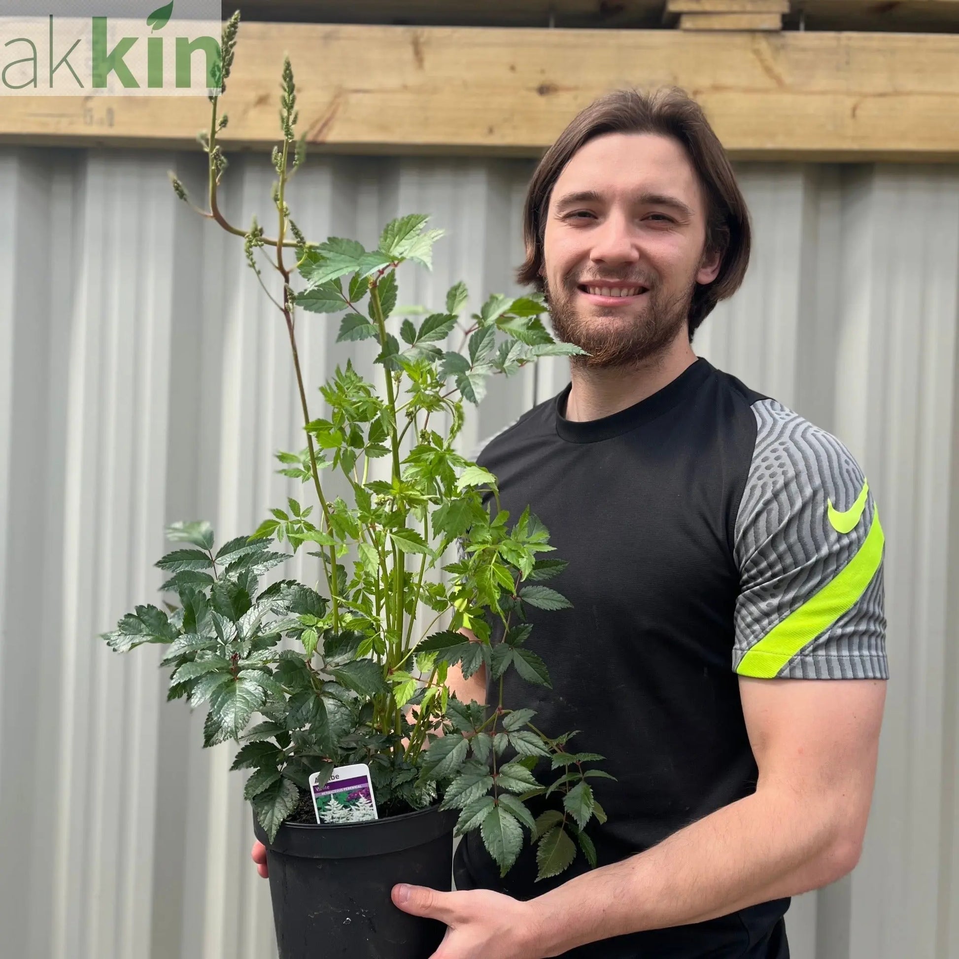Astilbe  arendsii White 2L One Click Plants