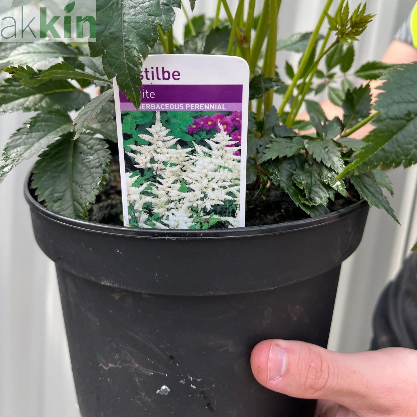 Astilbe  arendsii White 2L One Click Plants