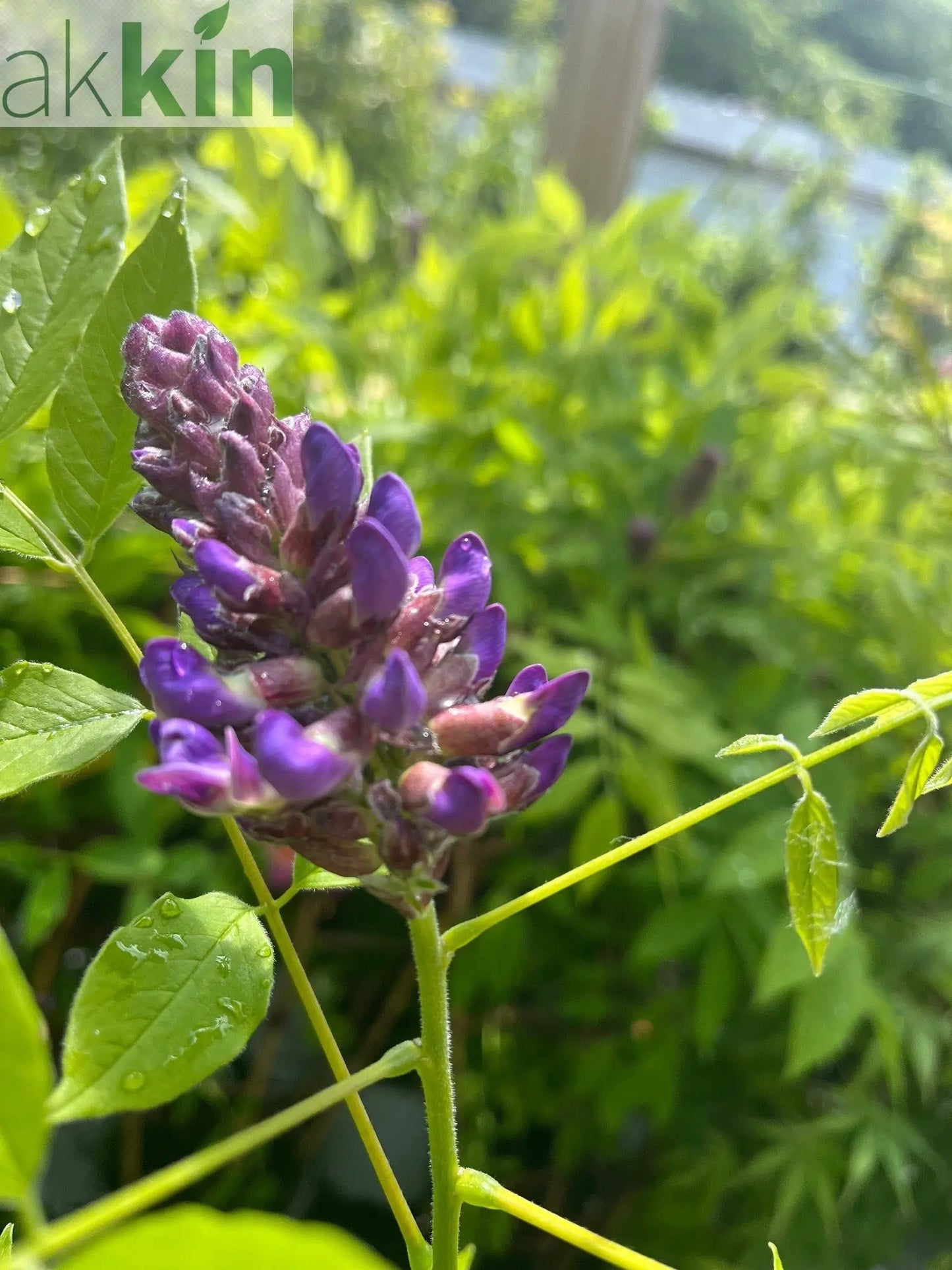 Wisteria sinensis on Frame 'Amethyst Falls' | Will Flower This Summer One Click Plants