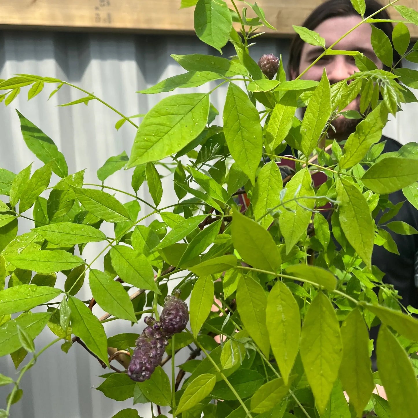 Wisteria sinensis on Frame 'Amethyst Falls' | Will Flower This Summer One Click Plants