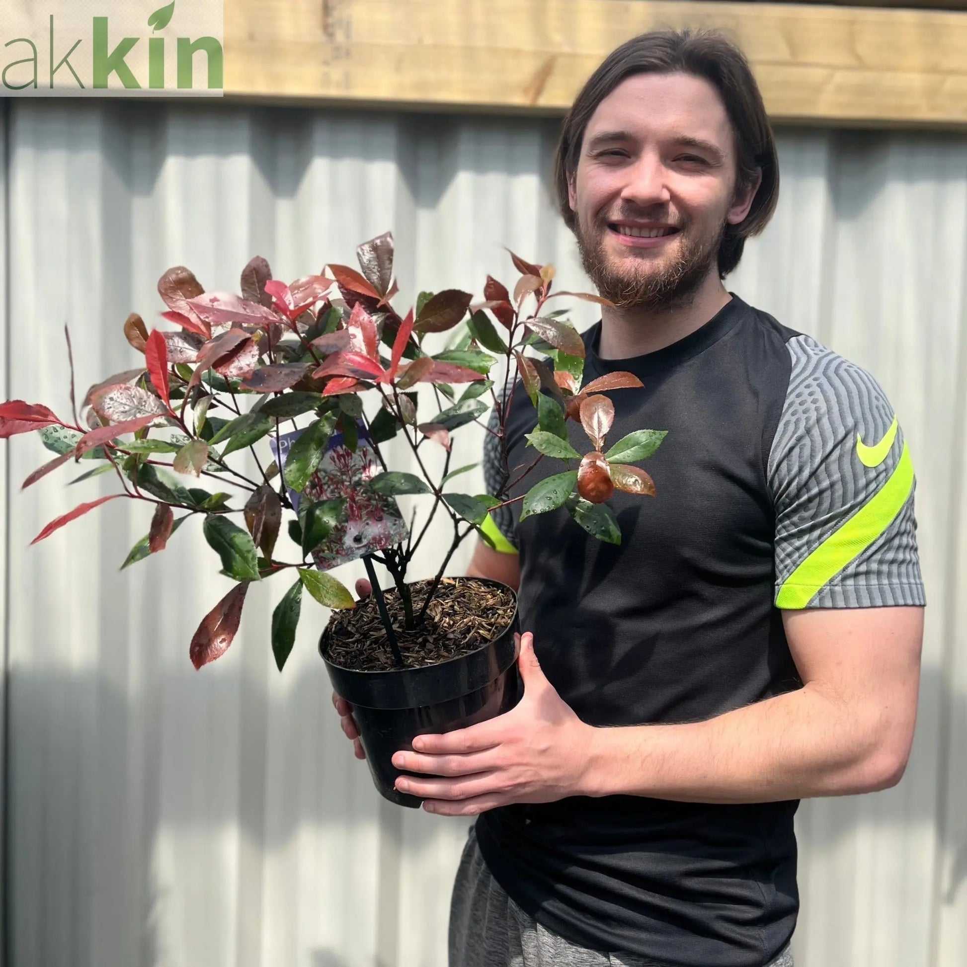 Photinia 'Carre Rouge' 9cm/2L One Click Plants
