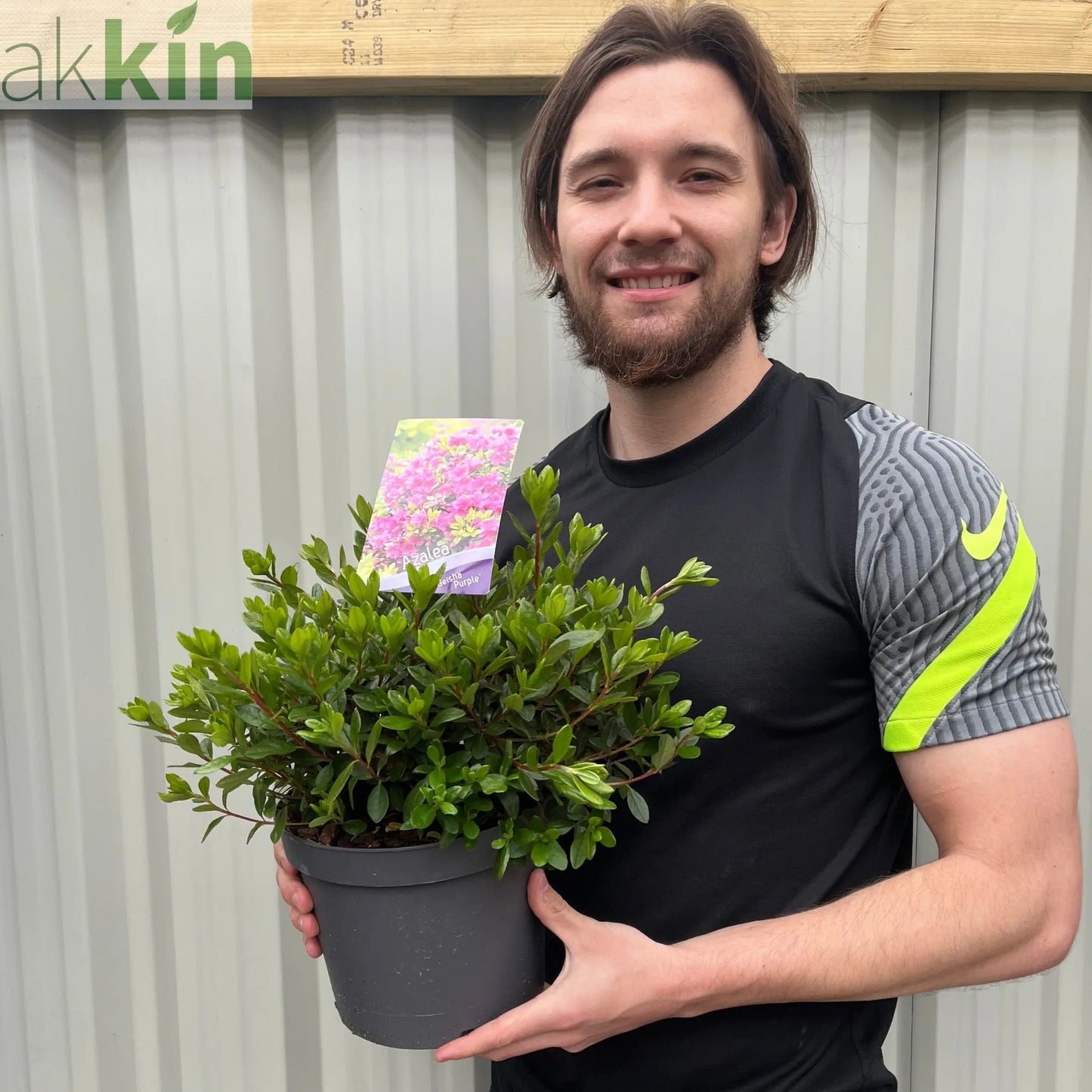 Azalea 'Geisha Purple' 3L One Click Plants