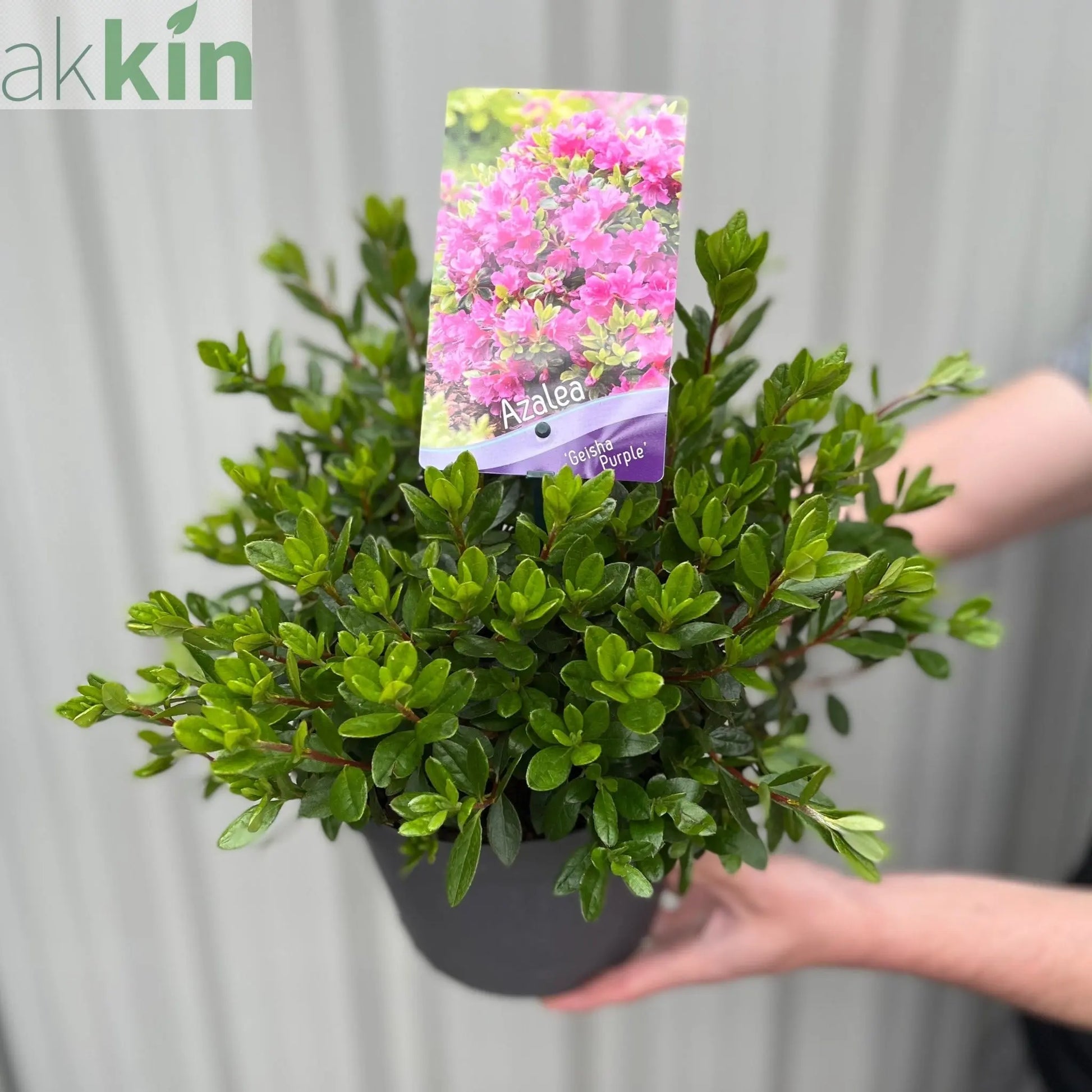 Azalea 'Geisha Purple' 3L One Click Plants
