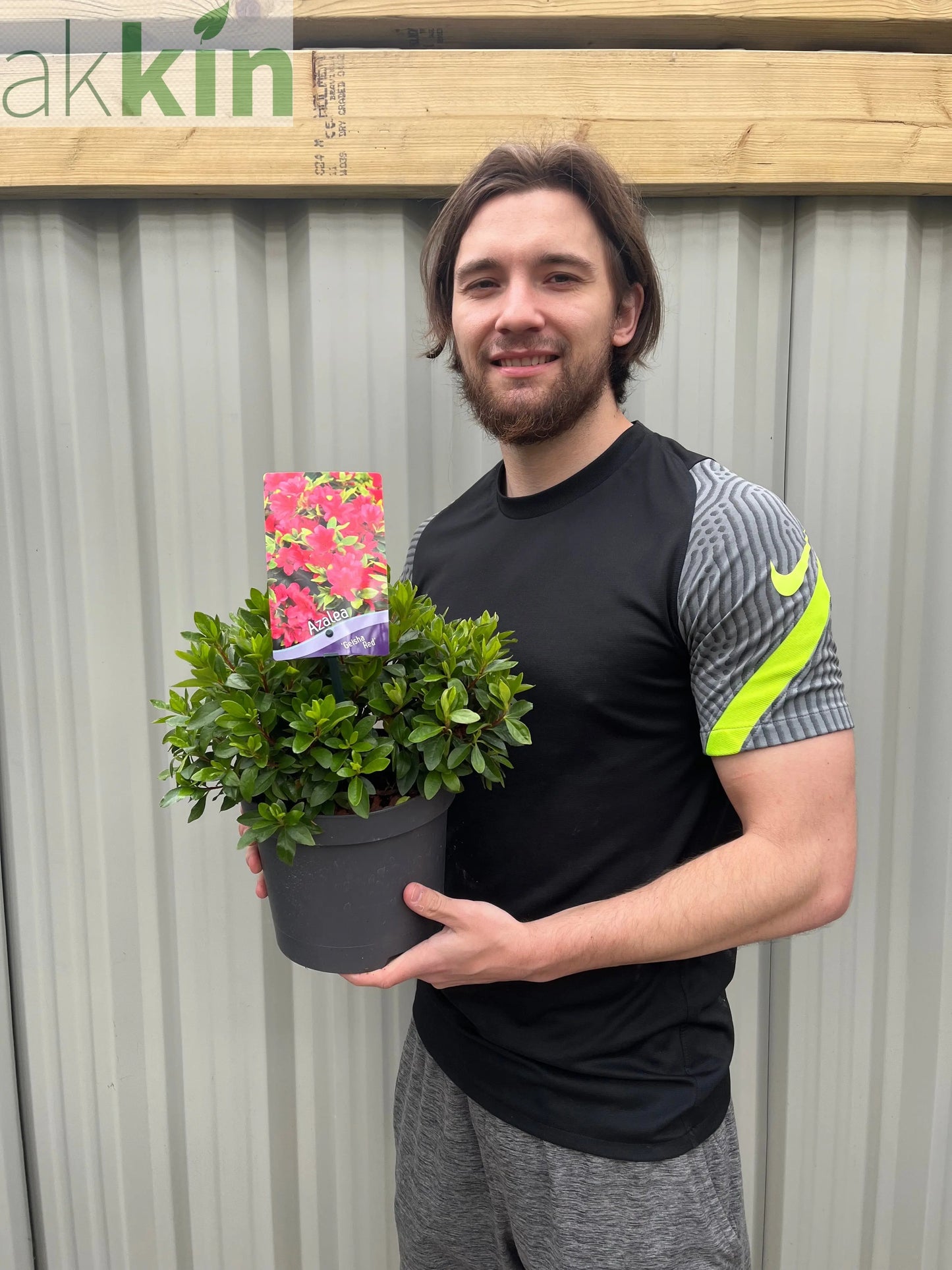 Azalea 'Geisha Red' 1/2L One Click Plants
