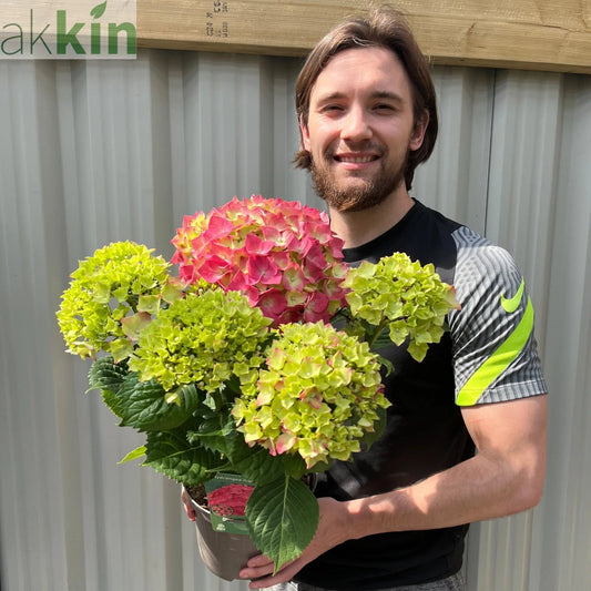 Hydrangea macrophylla  'Red Ball' ( 4 Sizes available) One Click Plants