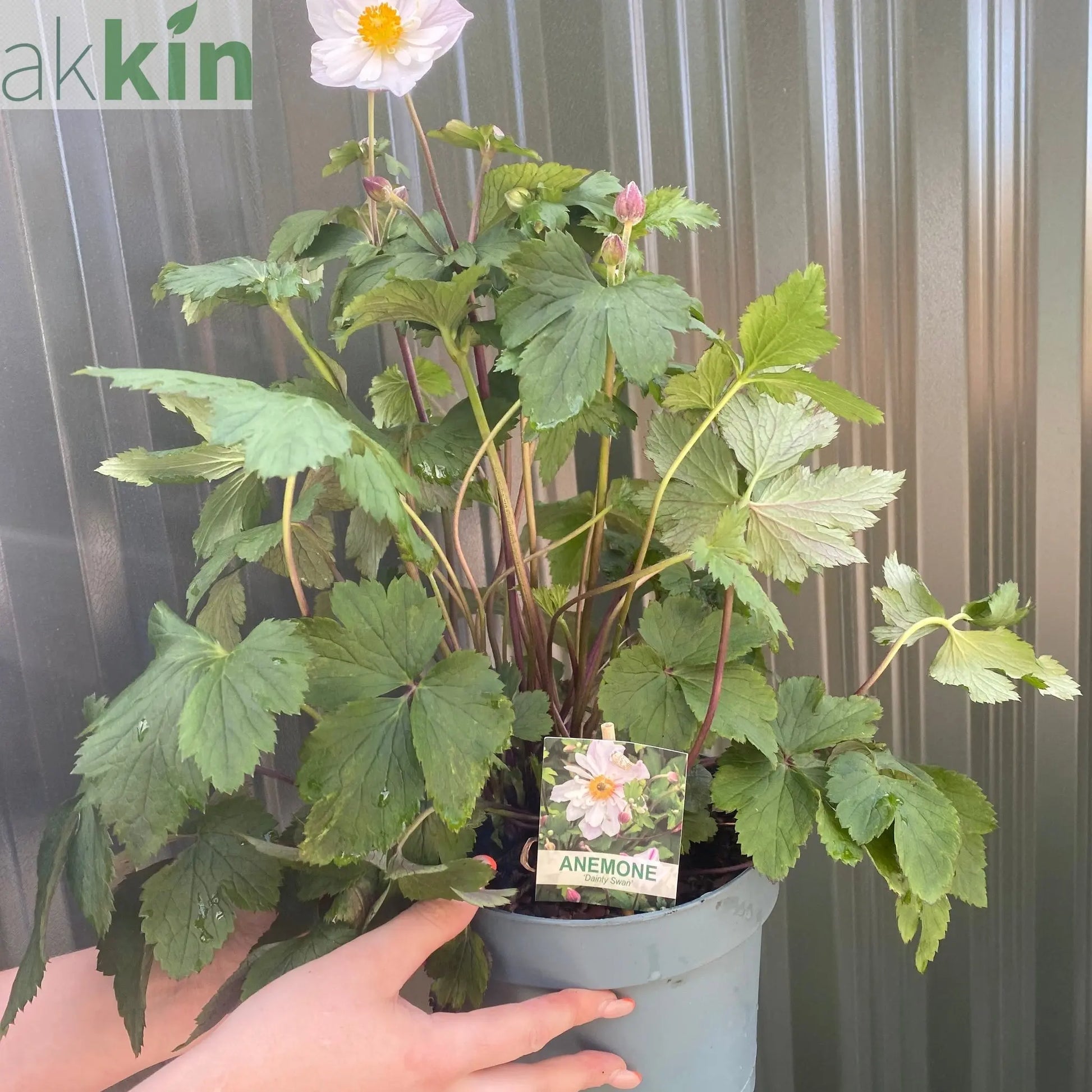 Anemone 'Dainty Swan' 3L One Click Plants