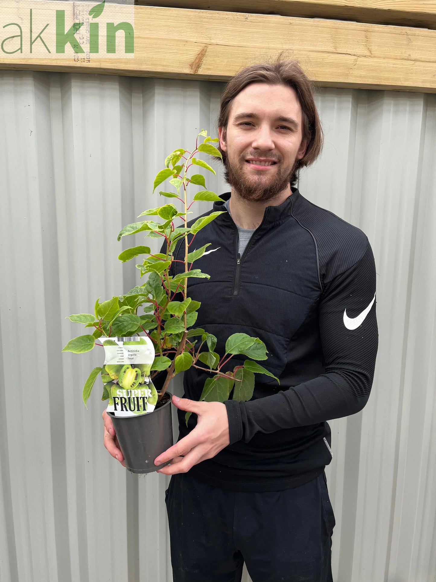 Actinidea 'Issai' Kiwi 1.5L One Click Plants