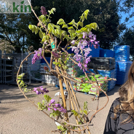 Wisteria Brachybotrys ikon yama fuji - 6.5L One Click Plants
