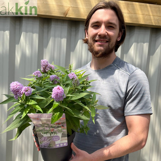 Buddleja 'Butterfly Candy Little Lila' 9cm/1L/3L One Click Plants