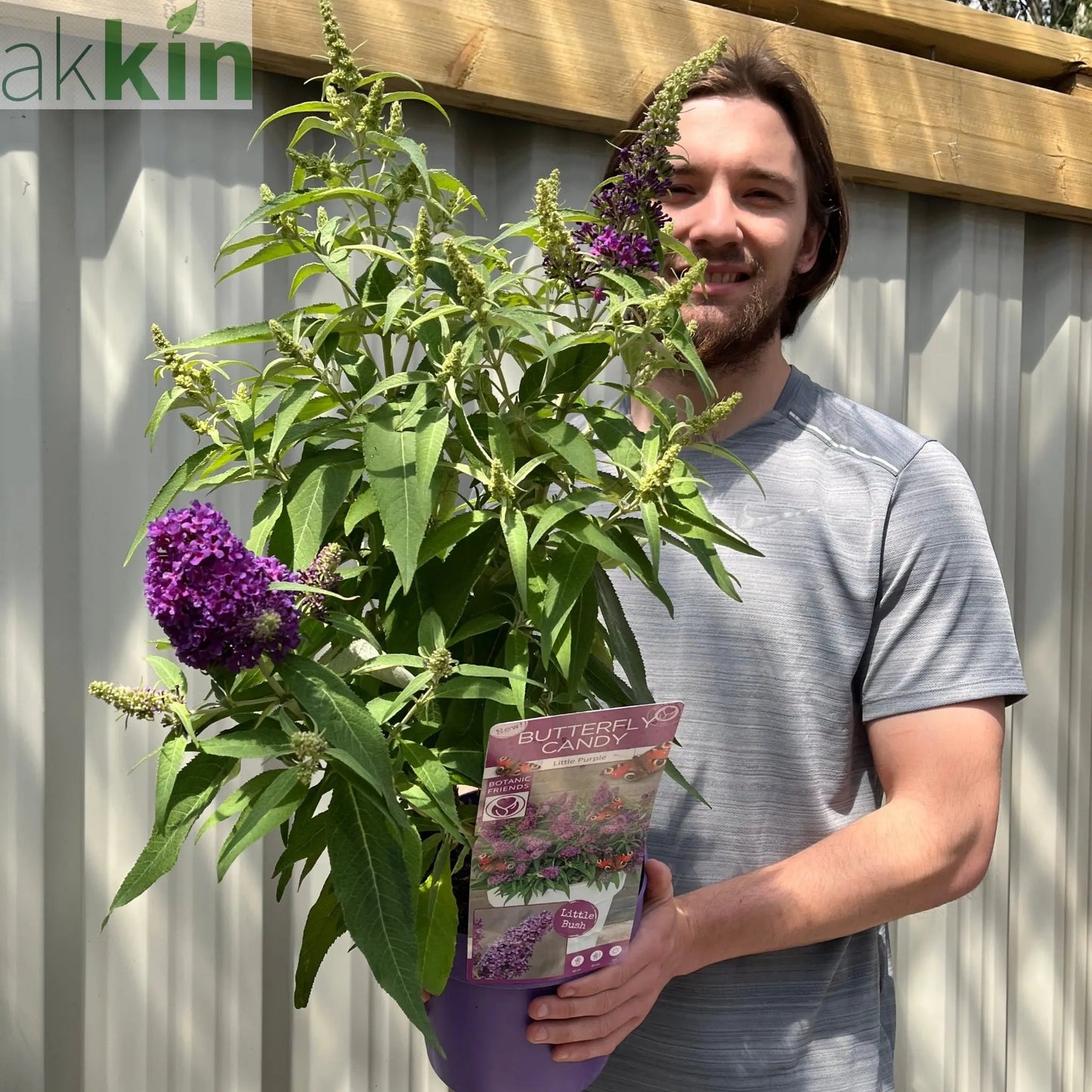 Buddleja Butterfly Candy 'Little Purple' 1/3L One Click Plants