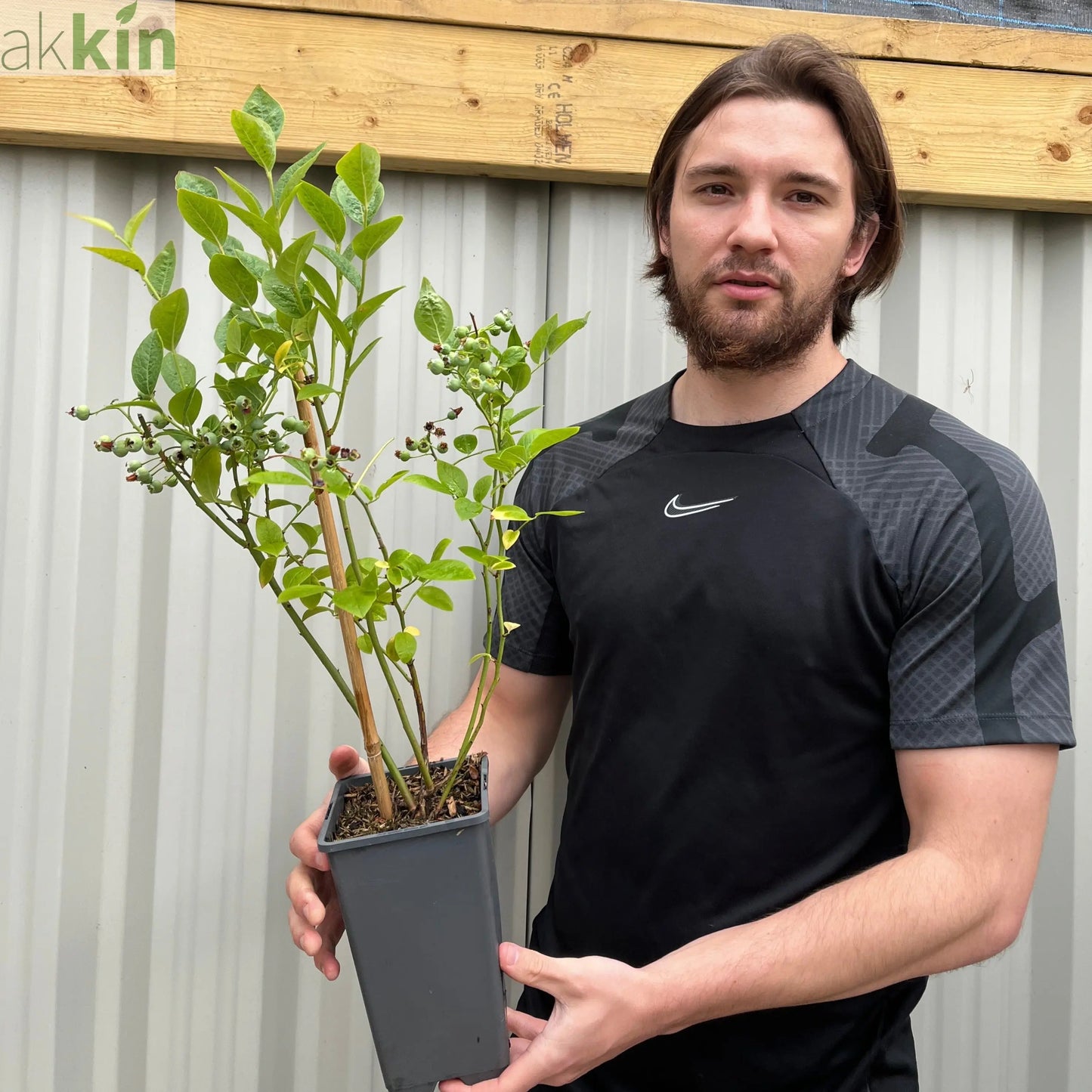 Blueberry 'Brigitta Blue' 2L One Click Plants