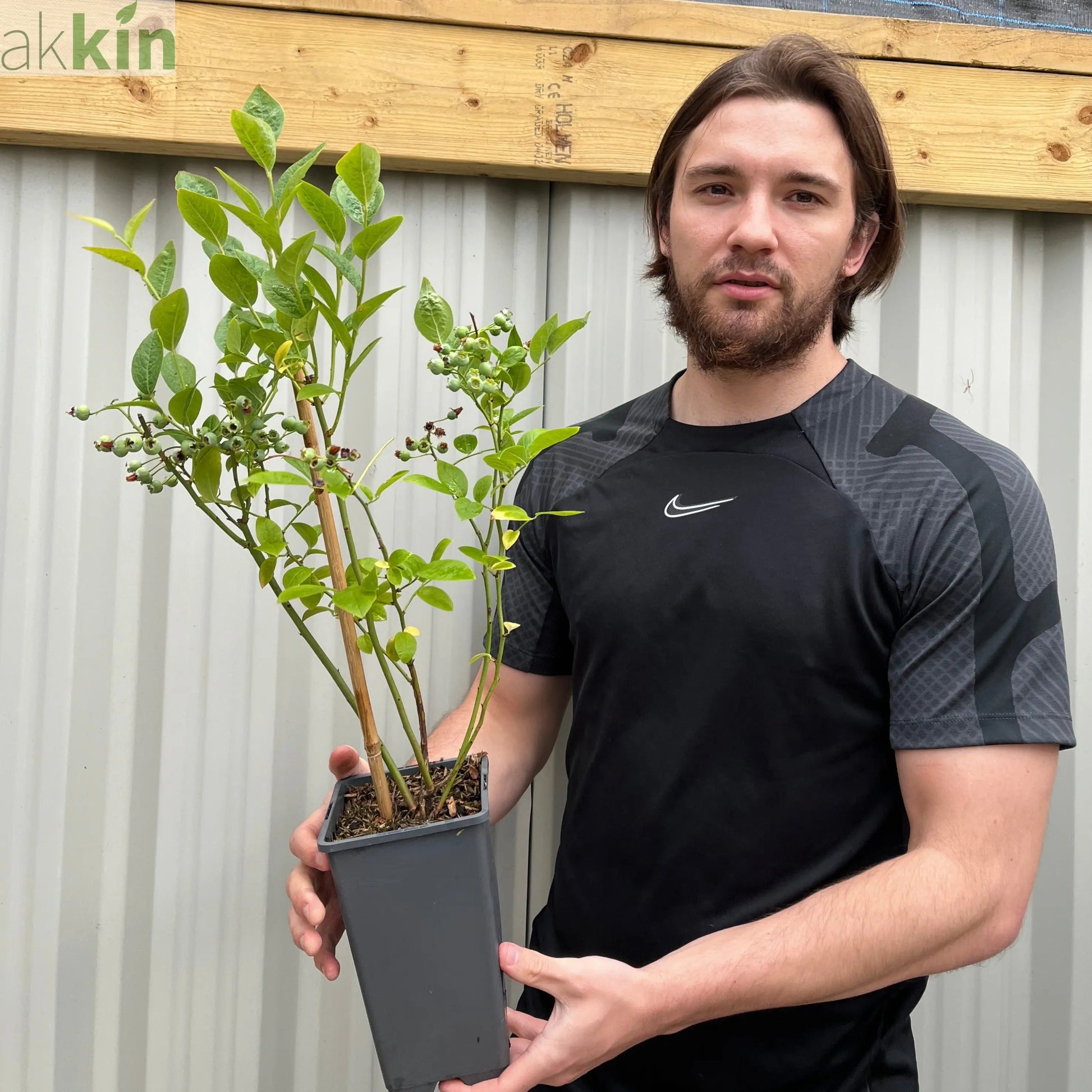 Blueberry 'Brigitta Blue' 2L One Click Plants