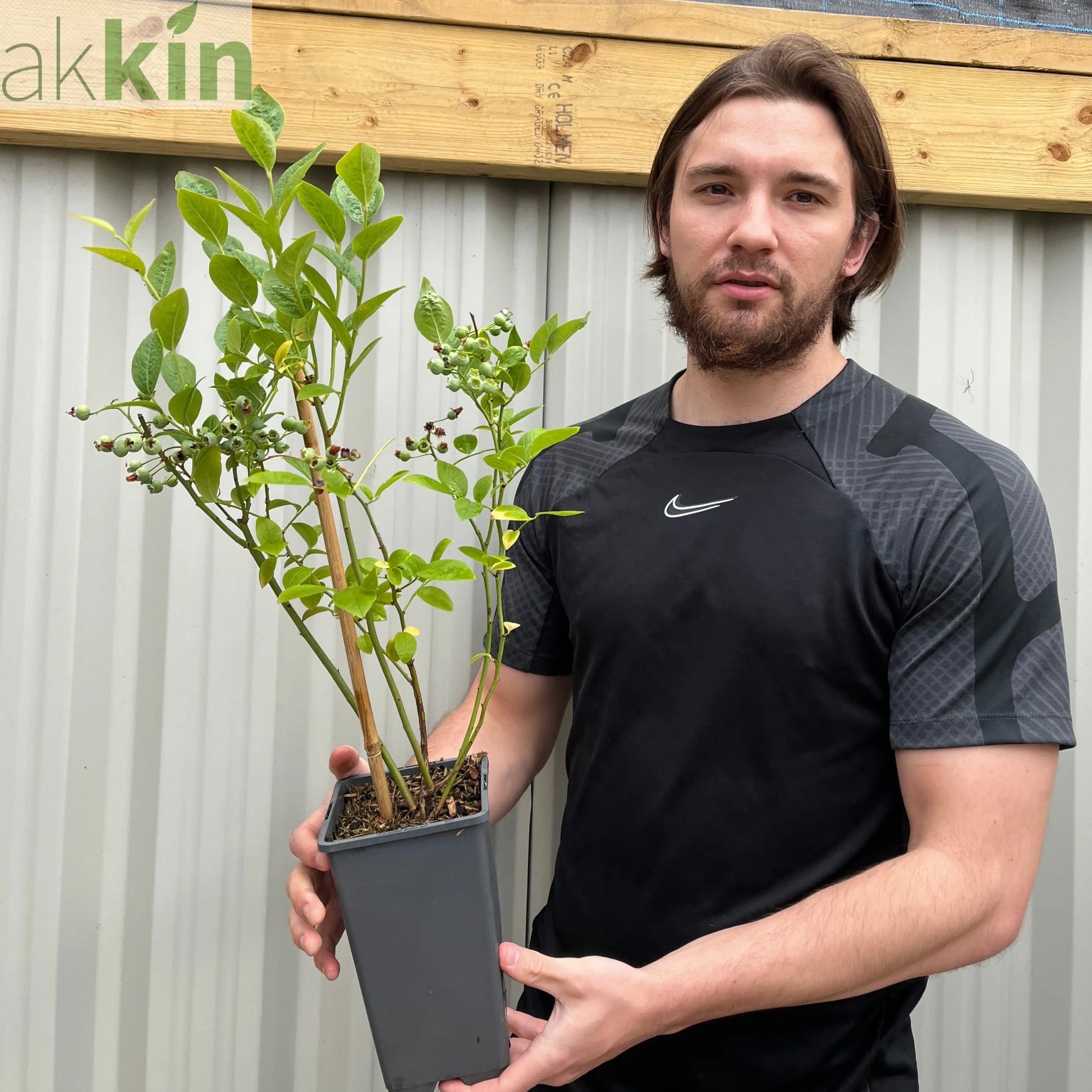 Blueberry 'Duke' 2L One Click Plants