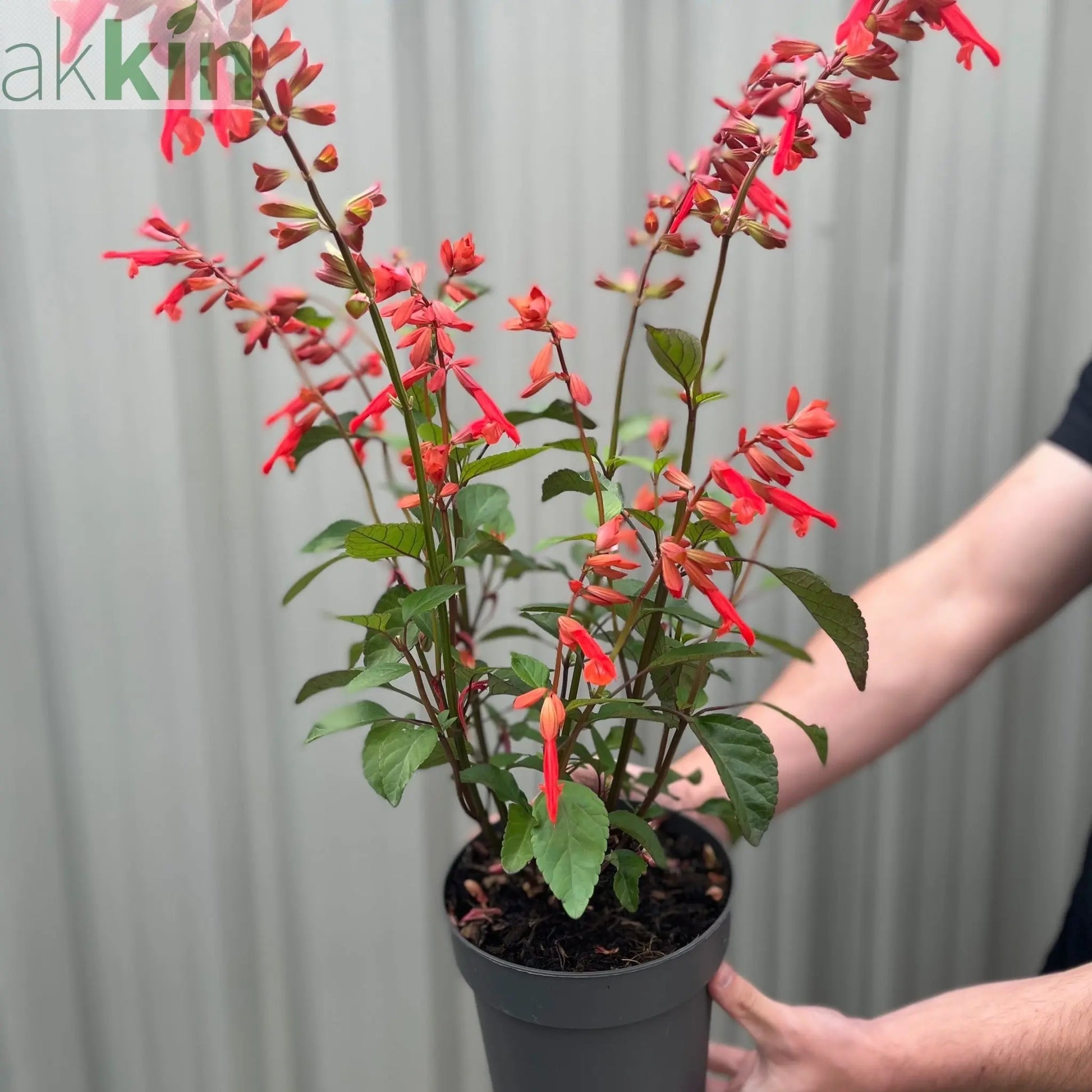 Salvia Salmia Orange2L One Click Plants