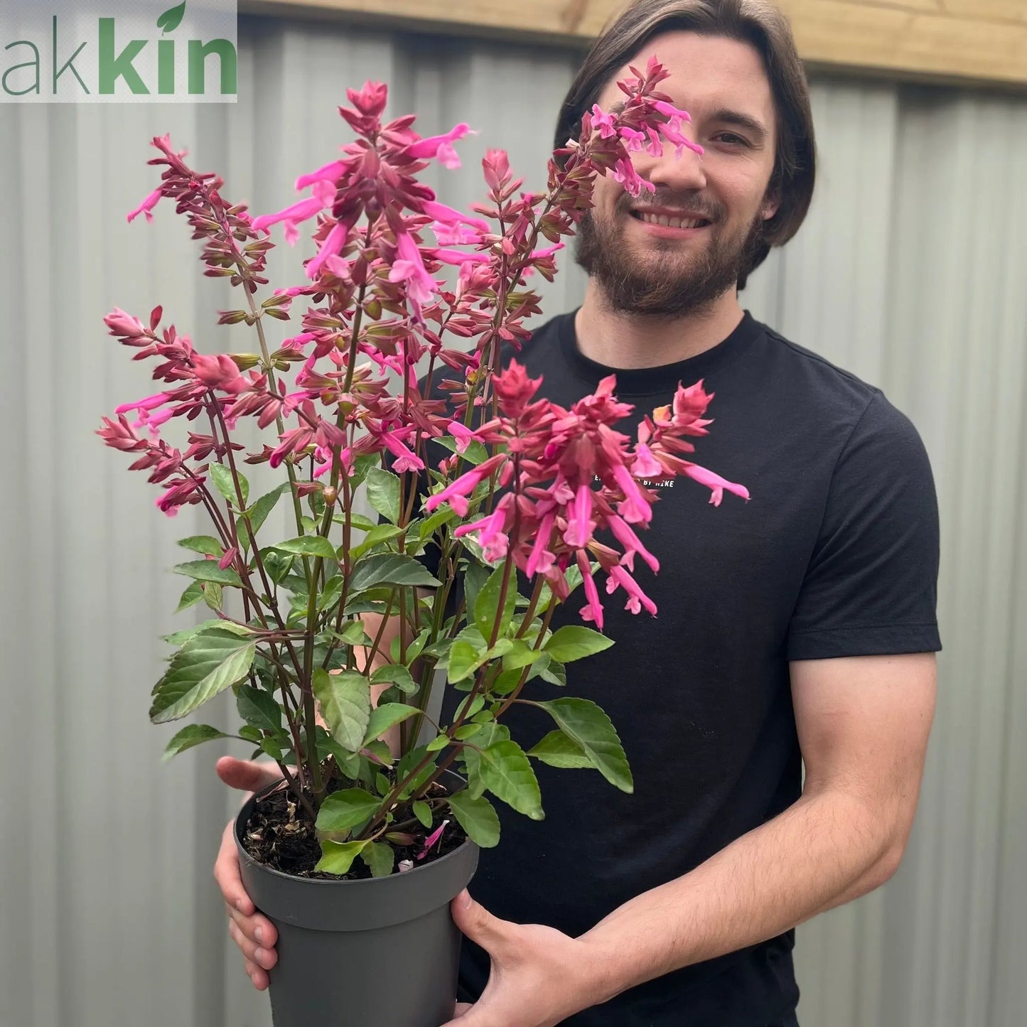 Salvia Salmia Pink 2L One Click Plants