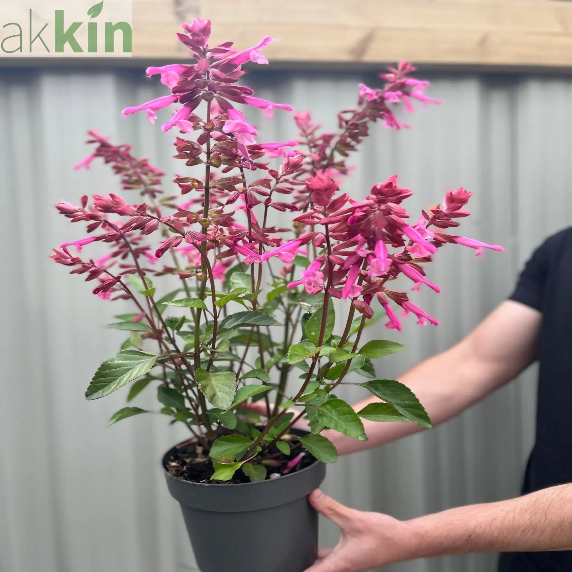 Salvia Salmia Pink 2L One Click Plants