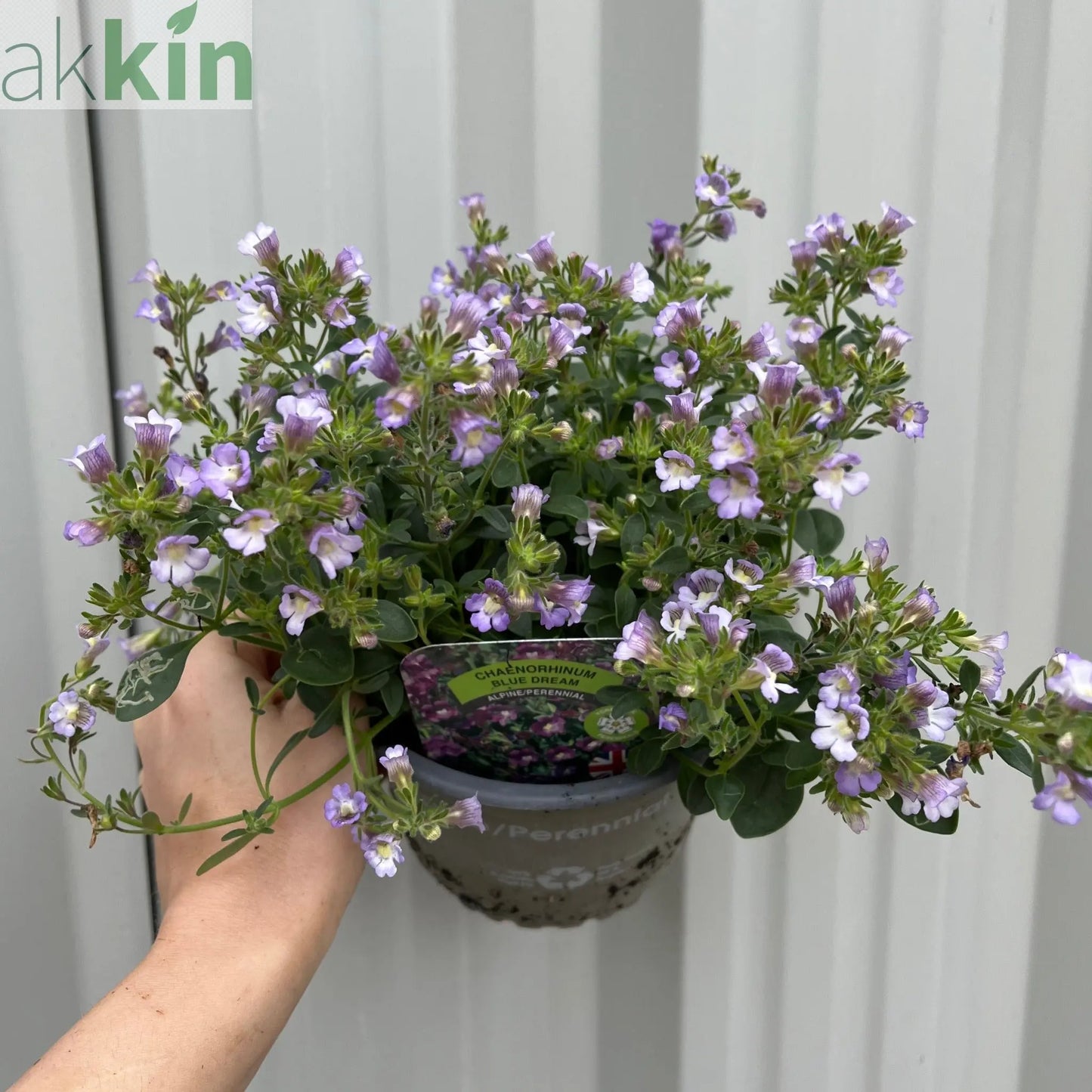 Chaenorhinum origanifolium ‘Blue Dream’ 1.5L One Click Plants