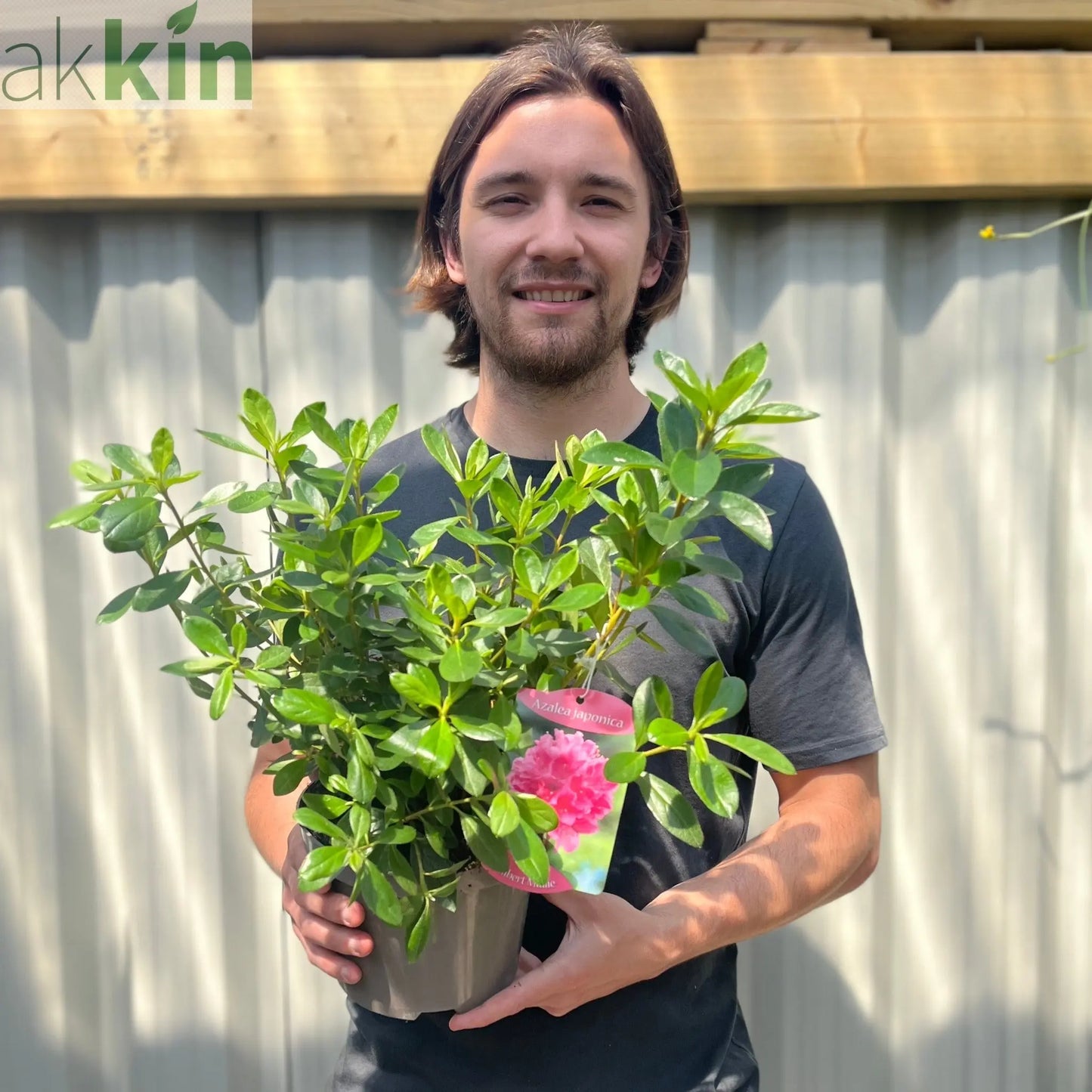 Azalea 'Gilbert Mullie' 2L One Click Plants