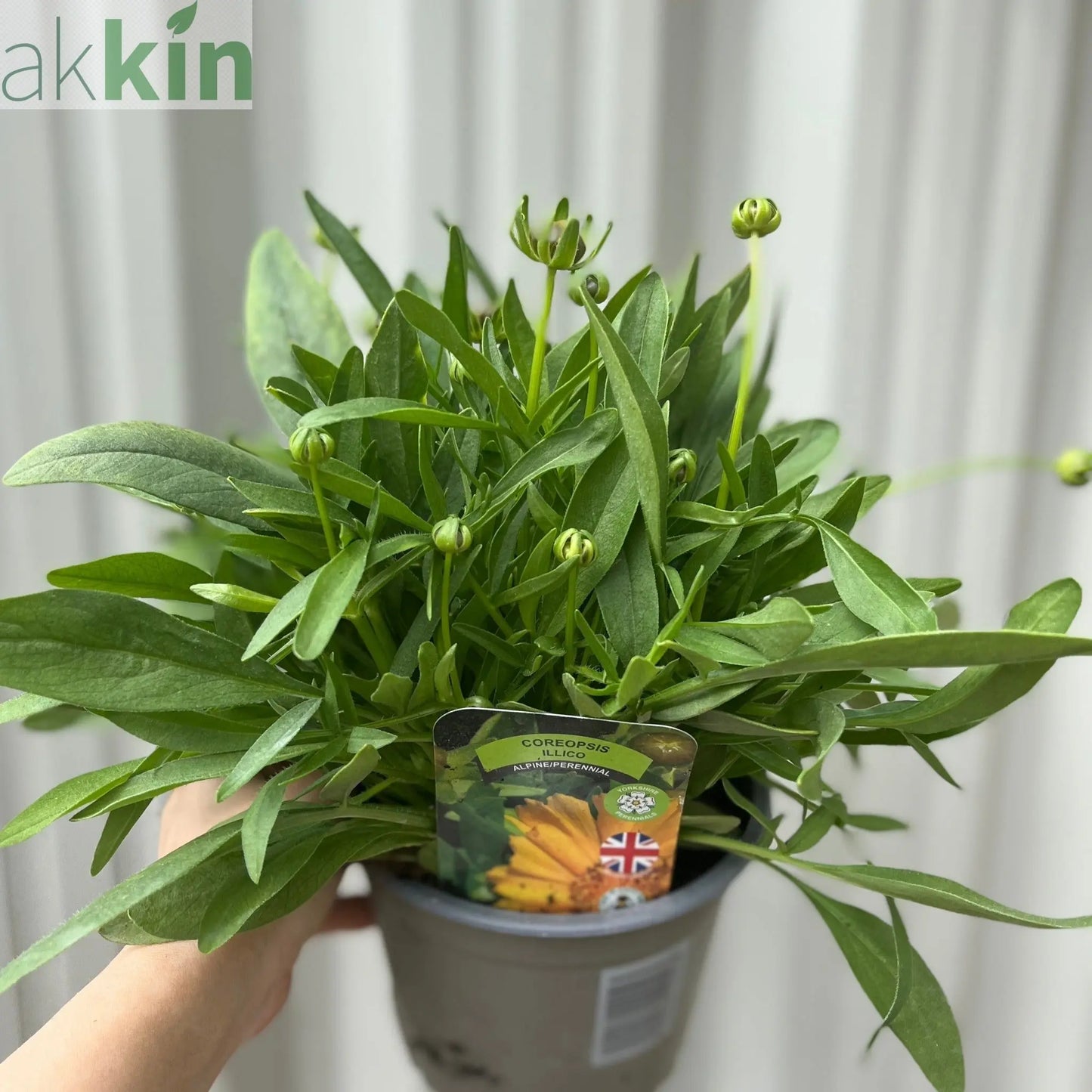 Coreopsis grandiflora 'Illico' 9cm/1.5L One Click Plants