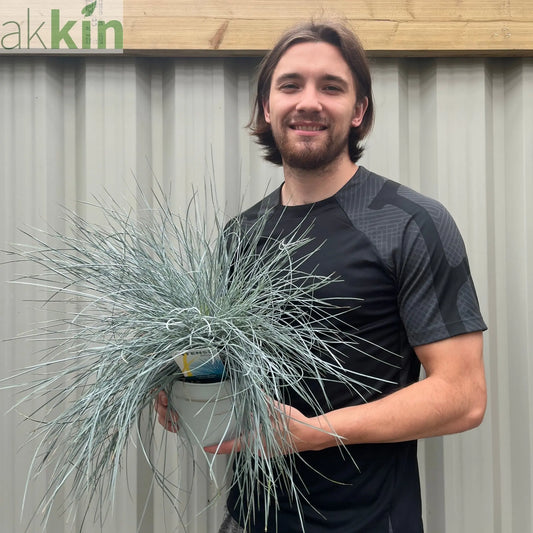 Blue Grass - Festuca Elijah Blue One Click Plants