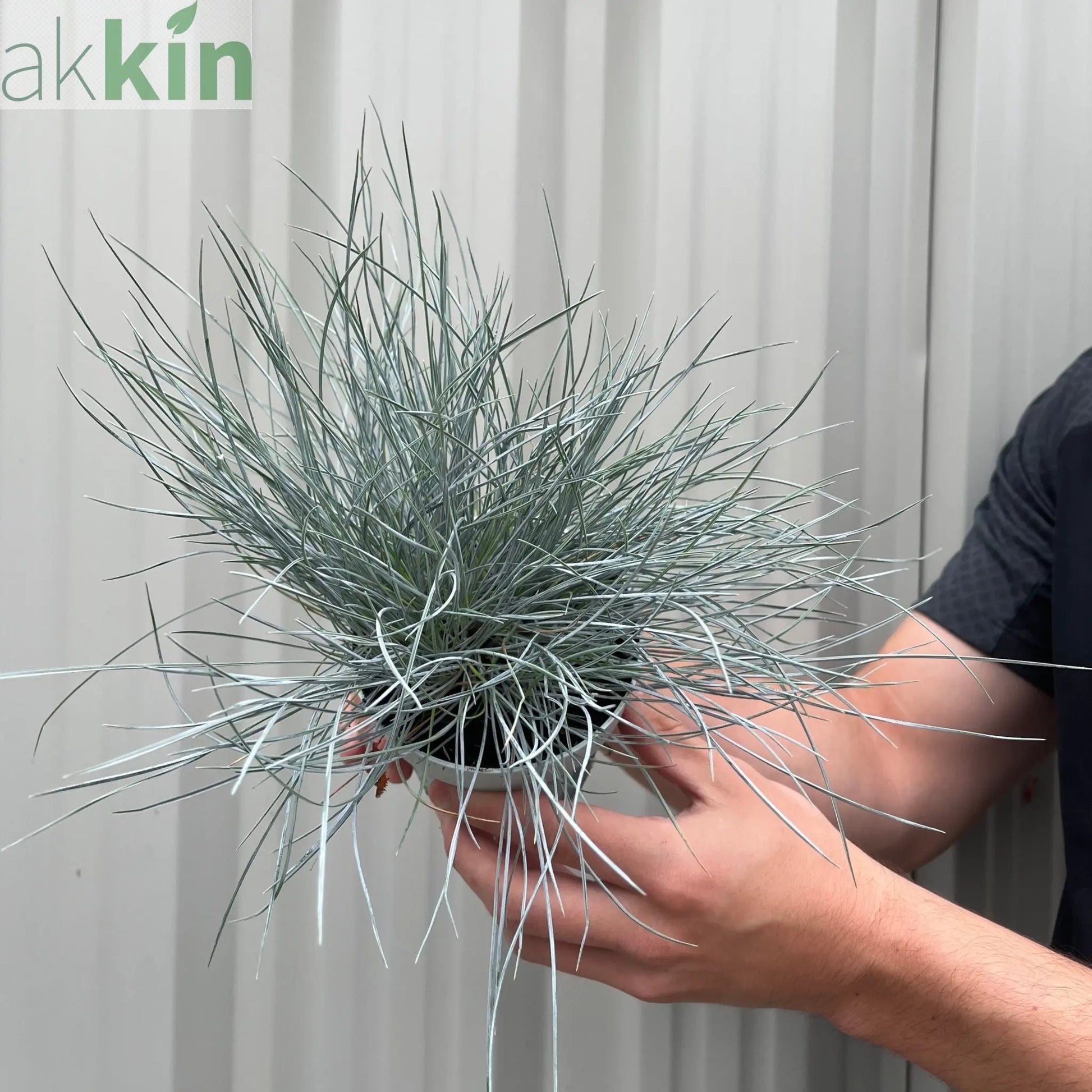 Blue Grass - Festuca Elijah Blue One Click Plants
