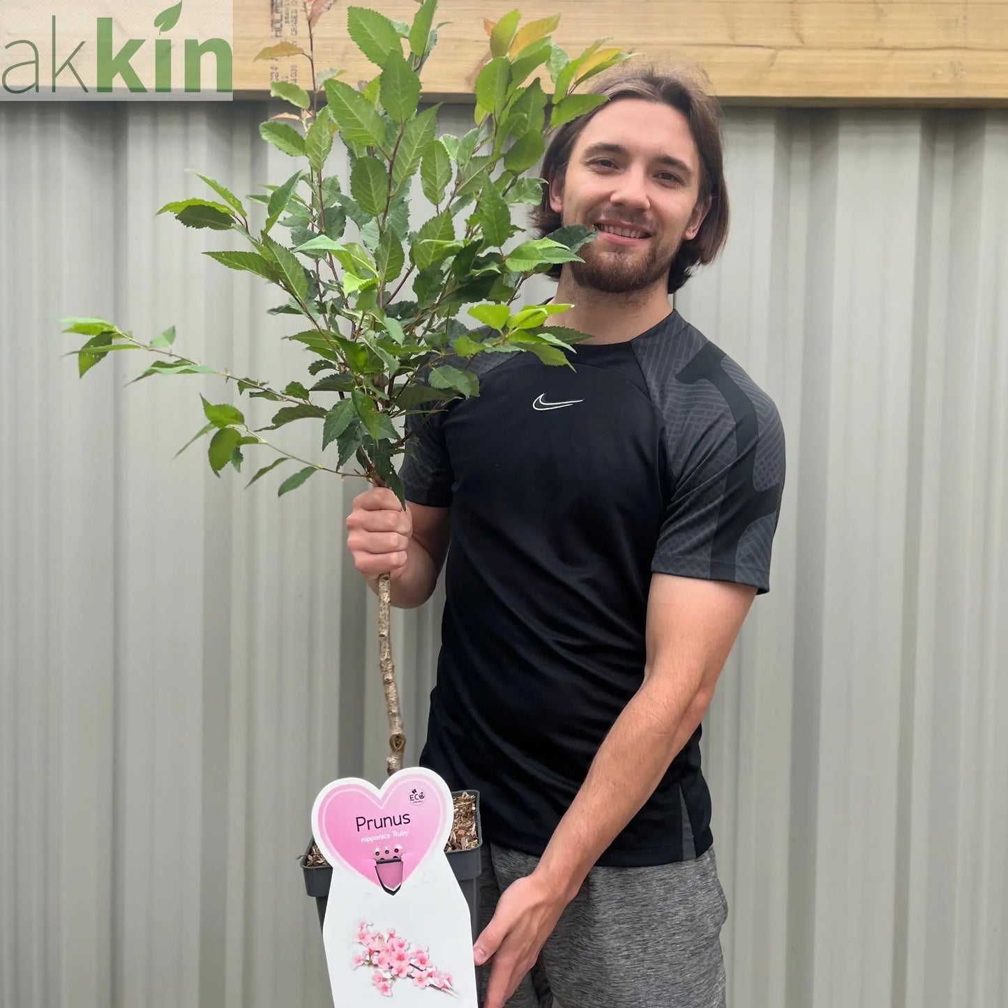 Ornamental Flowering Cherry Blossom Tree Dwarf - Nipponica 'Ruby' One Click Plants
