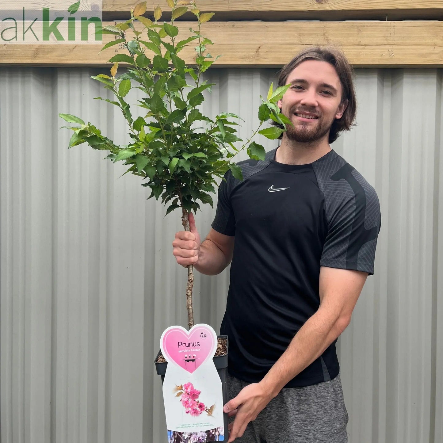 Ornamental Flowering Cherry Blossom Tree Dwarf - Prunus serrulata 'Kanzan' (2 Sizes Available) One Click Plants