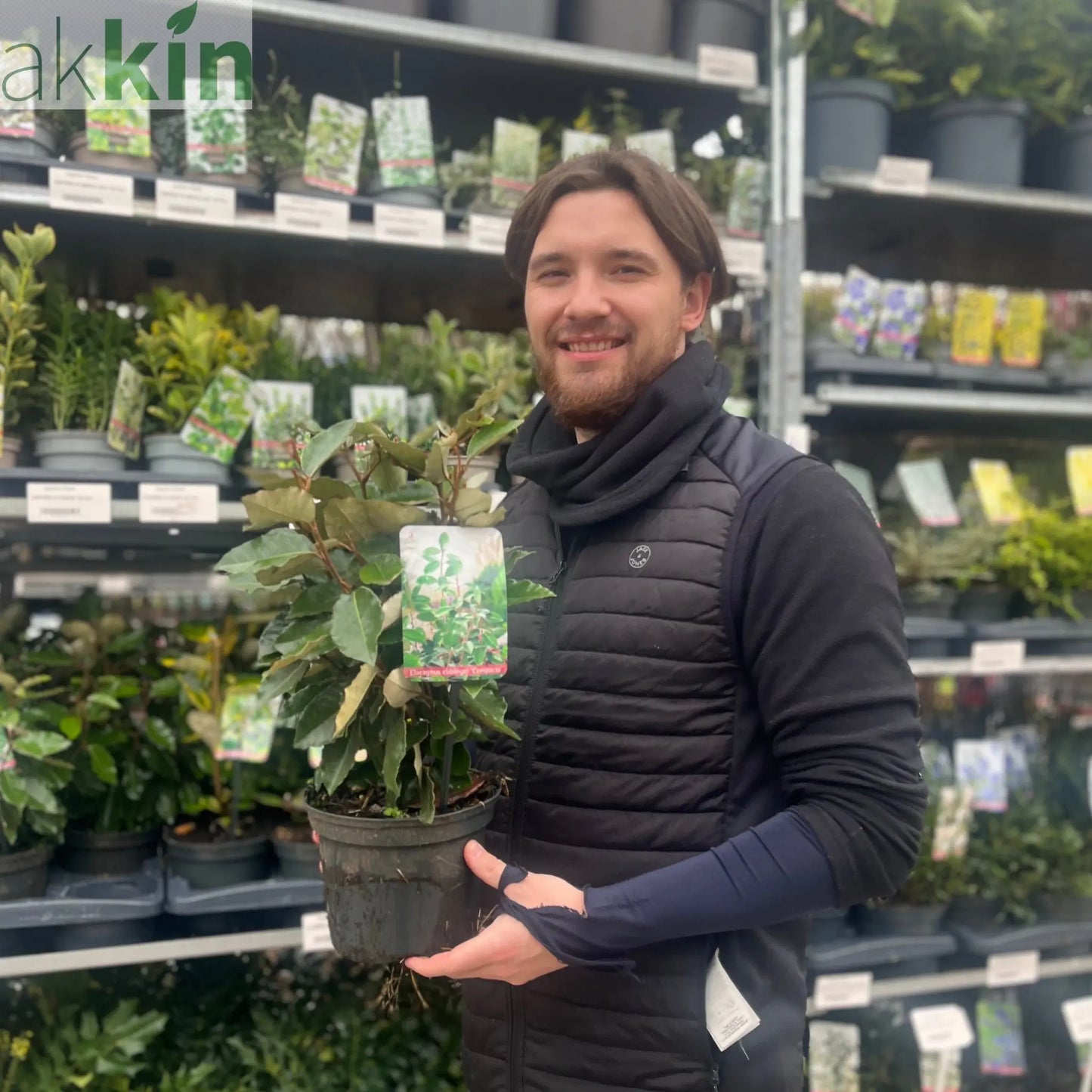 Elaeagnus x ebbingei Compacta (Multibuy Offers Available) One Click Plants