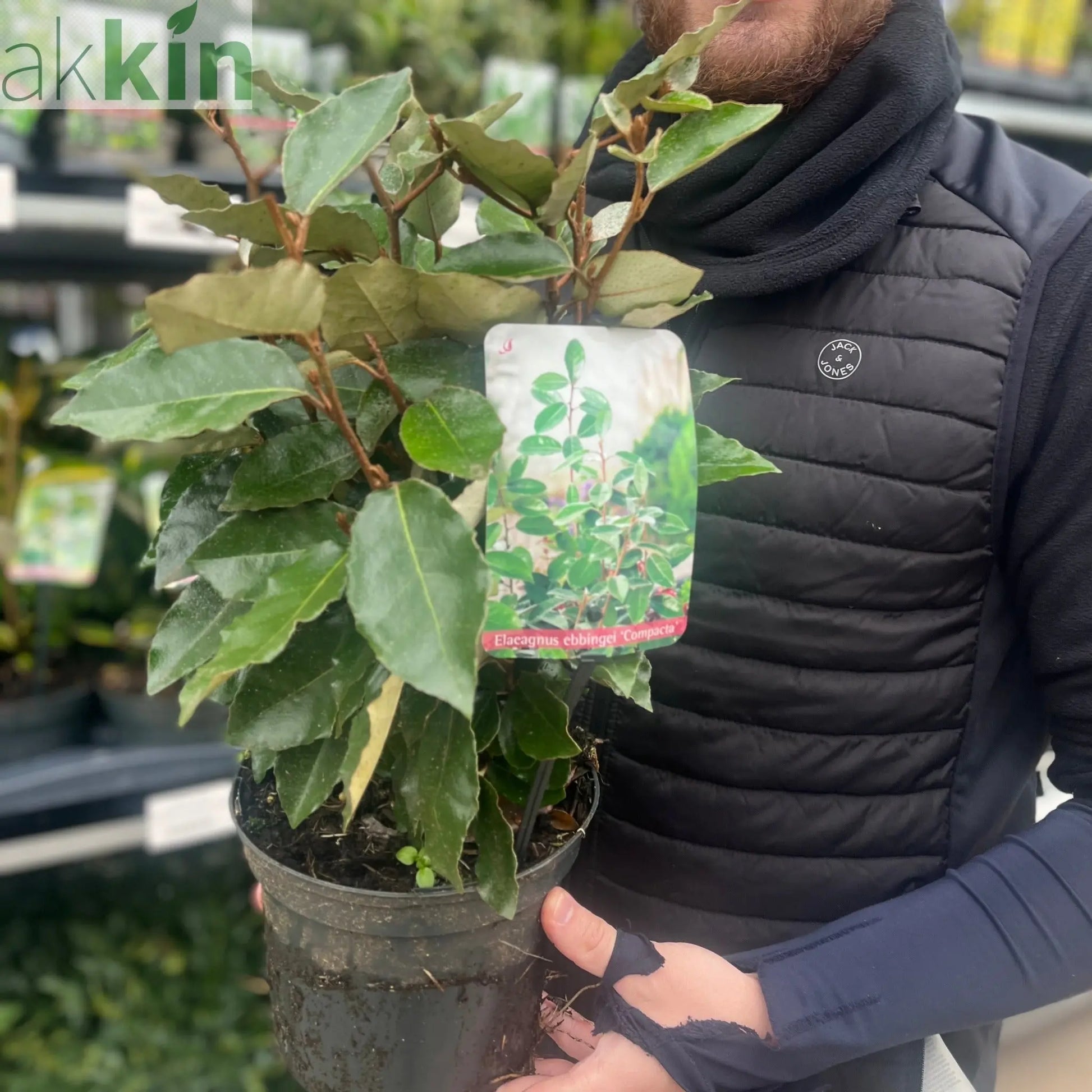 Elaeagnus x ebbingei Compacta (Multibuy Offers Available) One Click Plants
