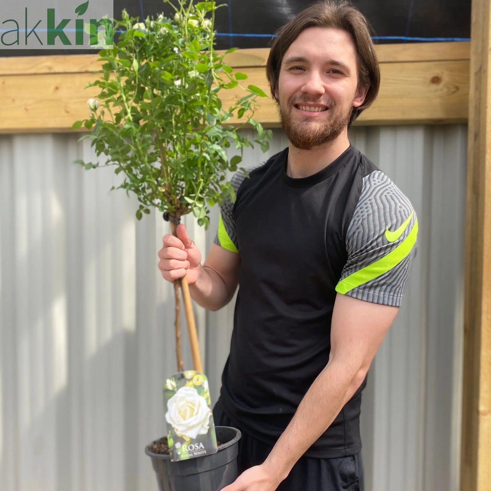 Patio Standard Rose 'White' 60-70cm One Click Plants