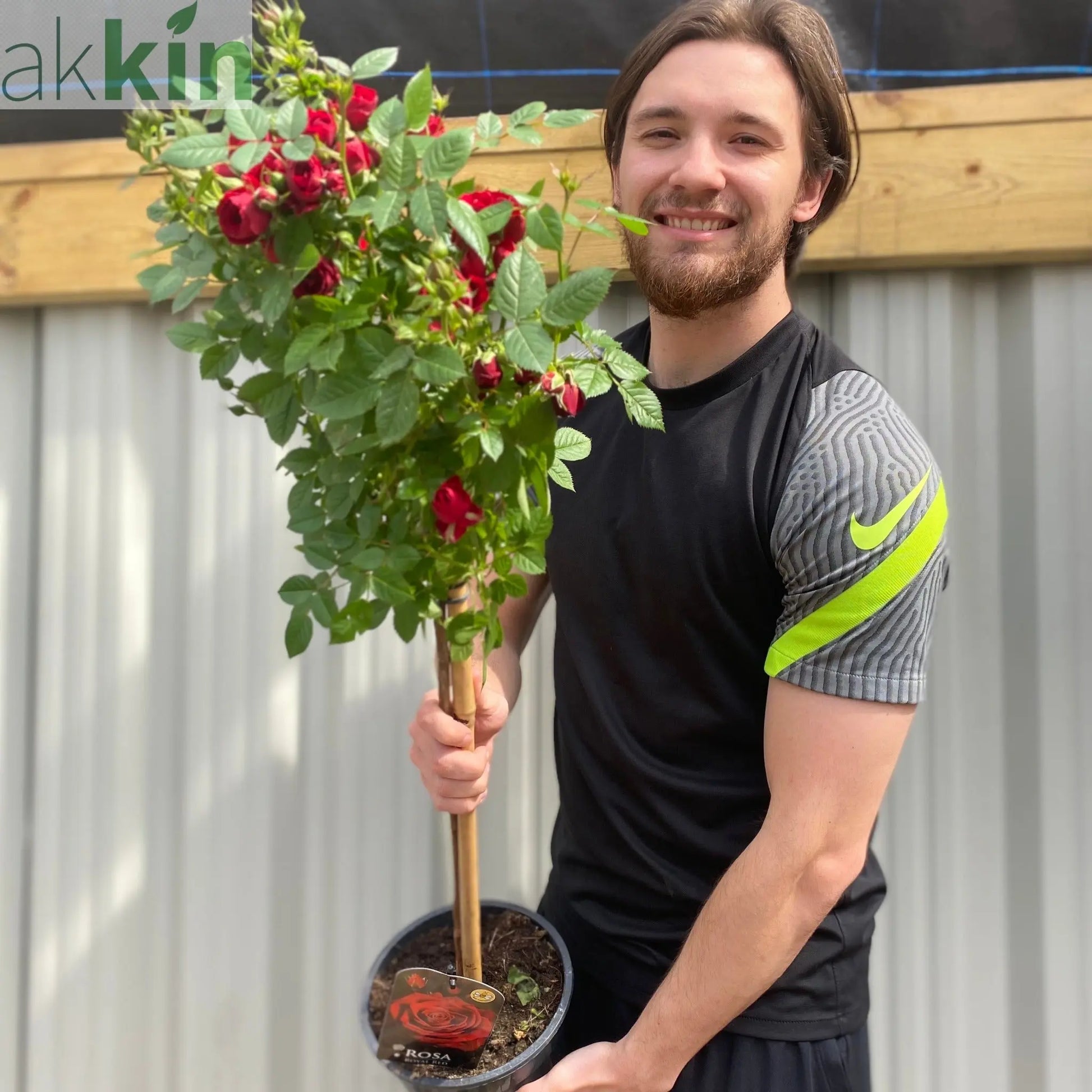 Patio Standard Rose 'Red' One Click Plants