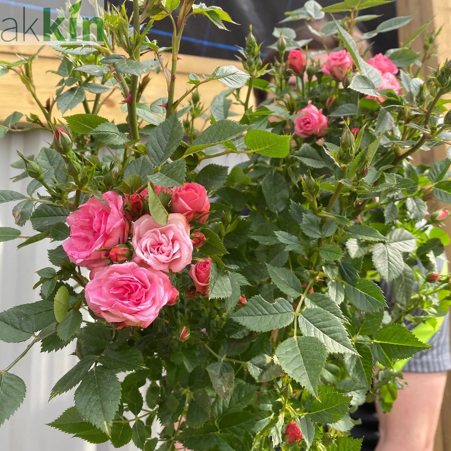 Patio Standard Rose 'Pink' One Click Plants