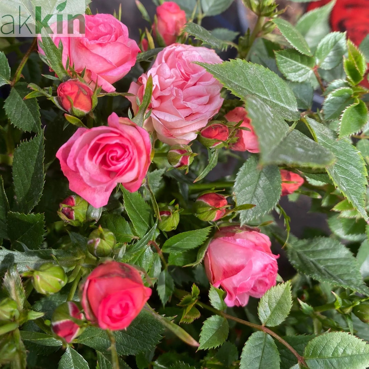 Patio Standard Rose 'Pink' One Click Plants