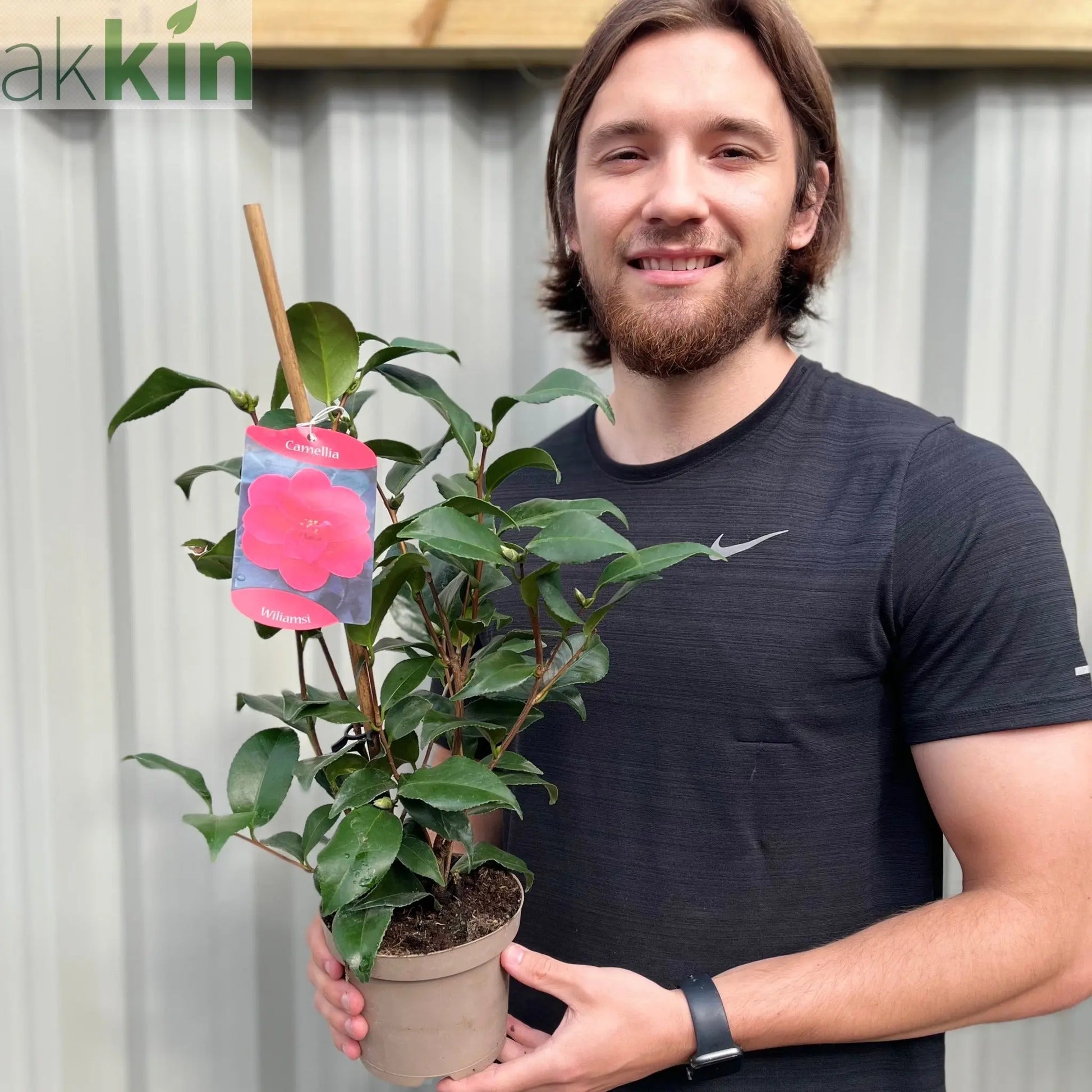 Camellia x Wiliamsi (Hybrid Camellia) 50-60cm One Click Plants