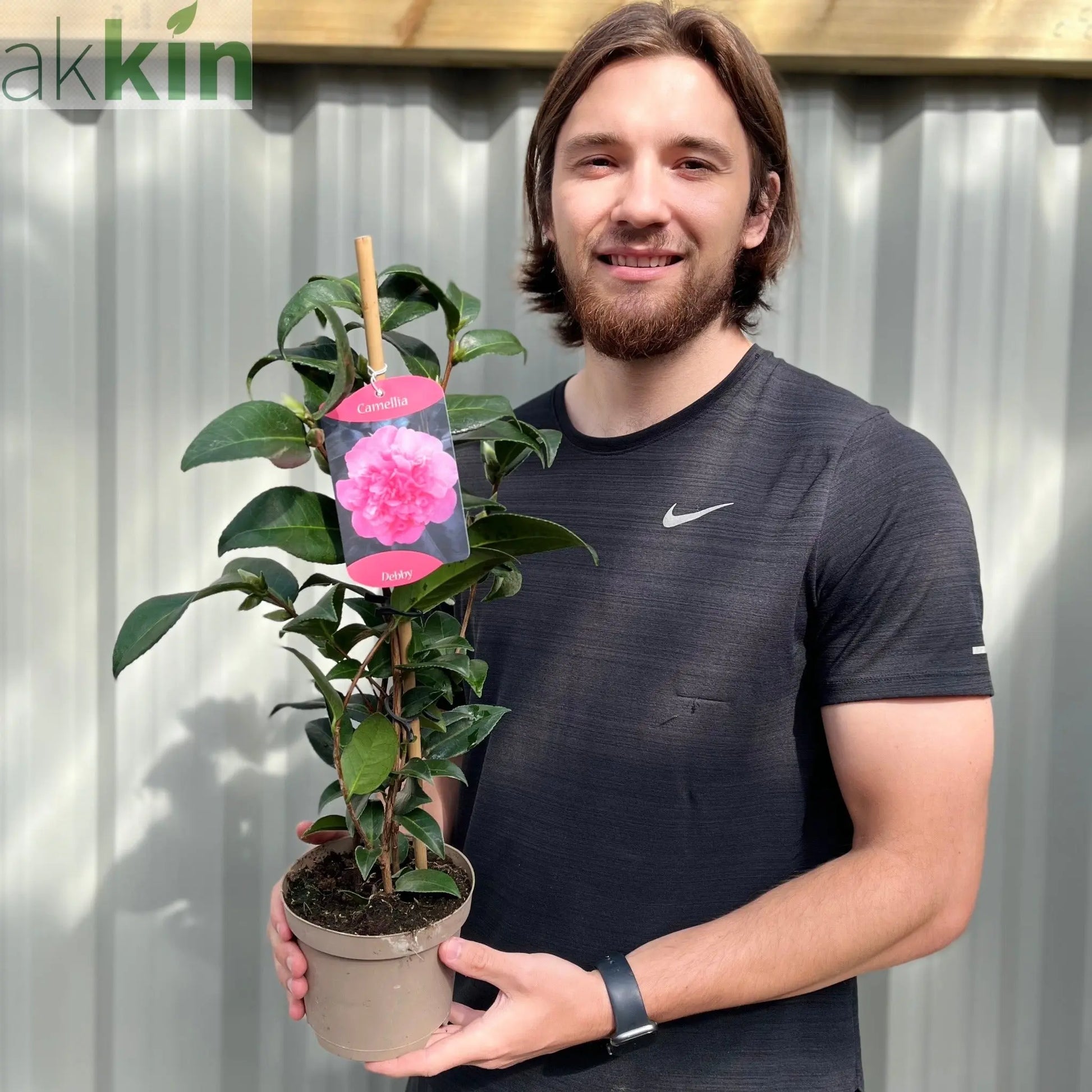 Camellia japonica Debbie 9cm / 2L One Click Plants