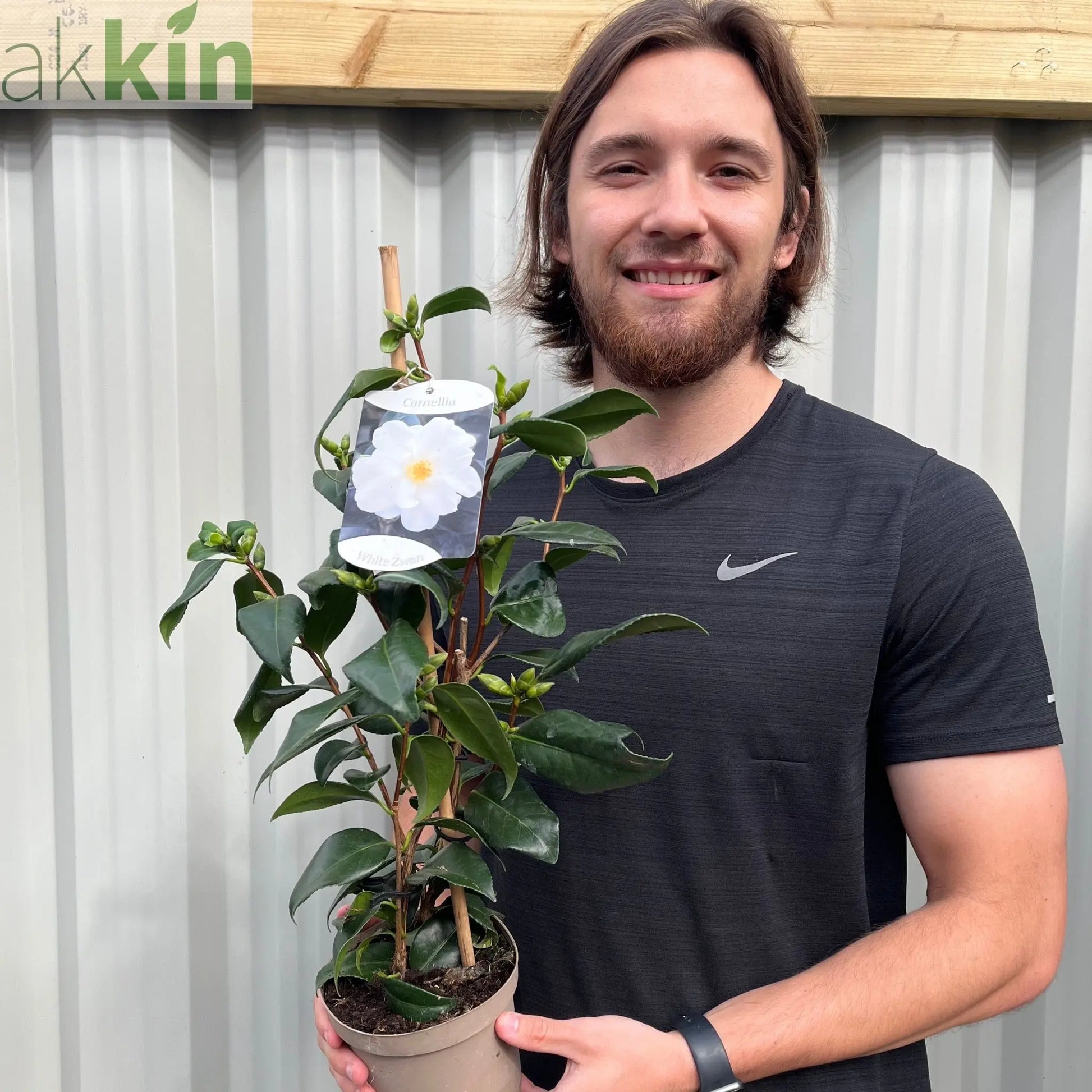 Camellia japonica White Swan 60cm One Click Plants