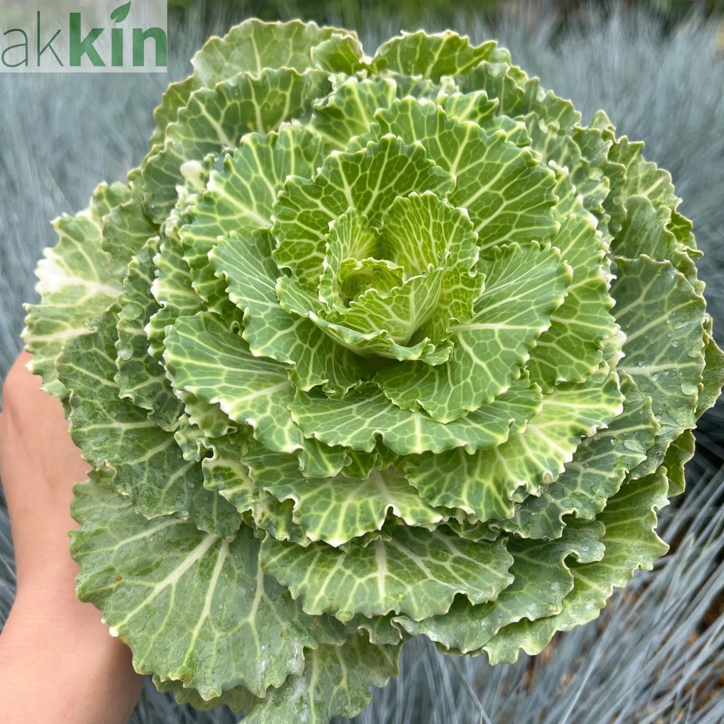 Ornamental Brassica Cabbage (3 Plants in 12cm Pots) One Click Plants