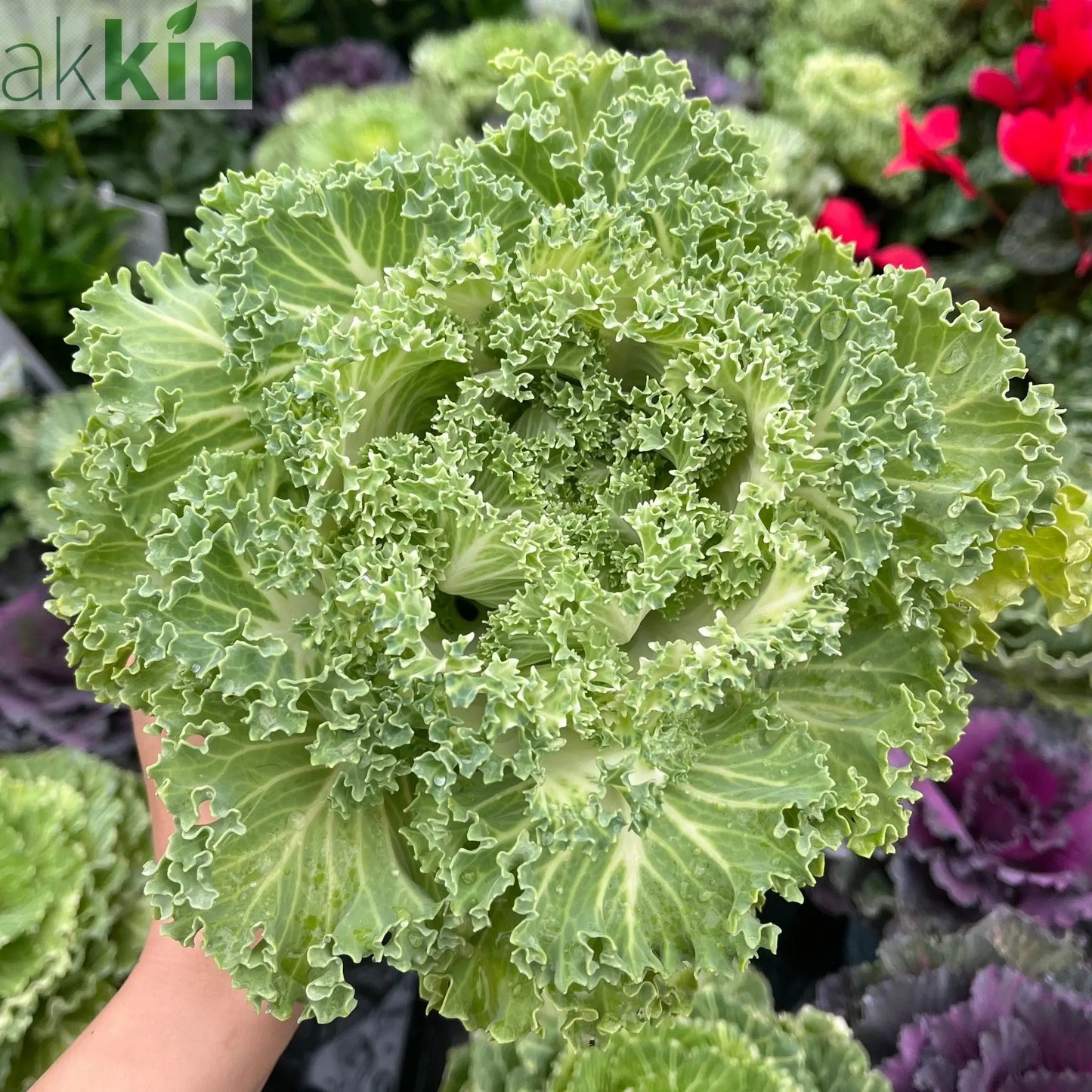 Ornamental Brassica Cabbage (3 Plants in 12cm Pots) One Click Plants