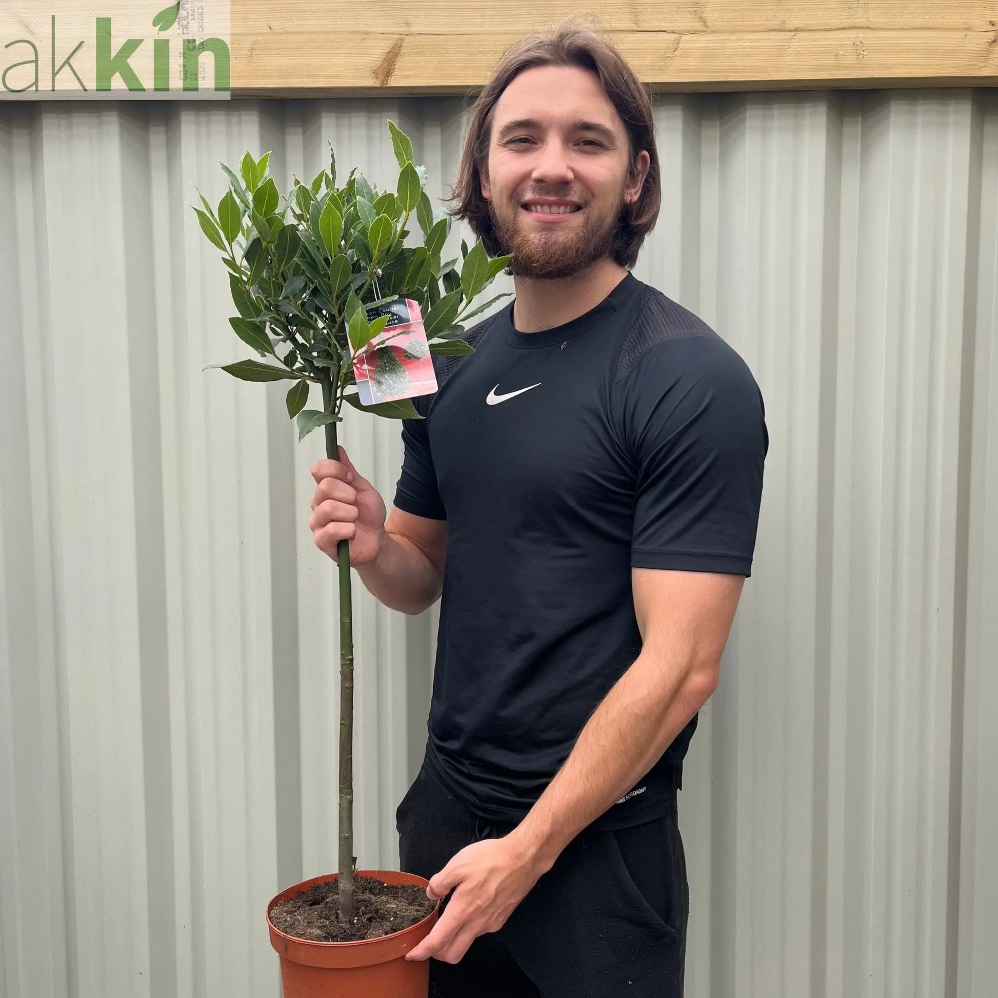 Standard Bay Tree | Laurus nobilis | 90-100cm One Click Plants