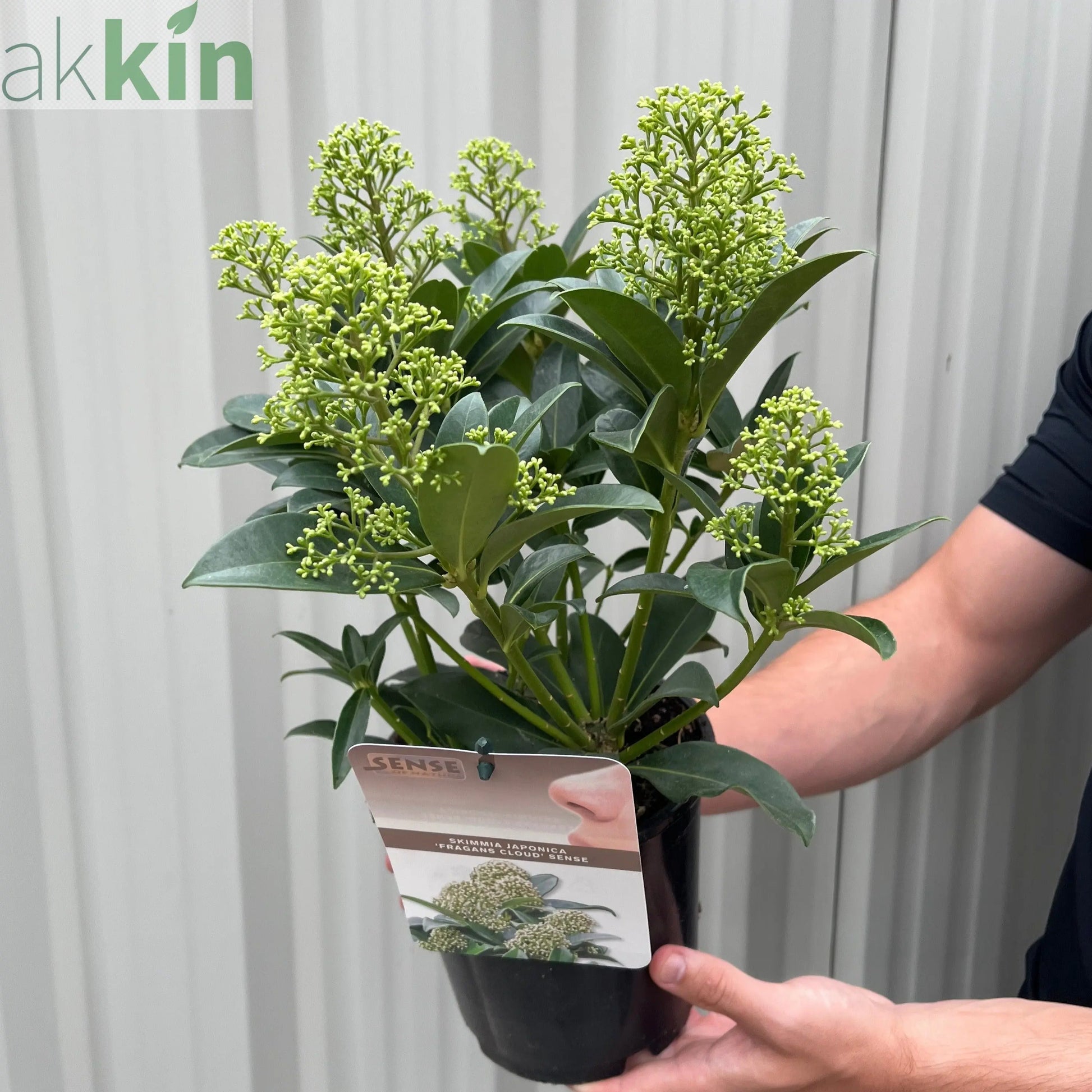 Skimmia japonica 'Fragrant Cloud' 9cm/2L/5L One Click Plants