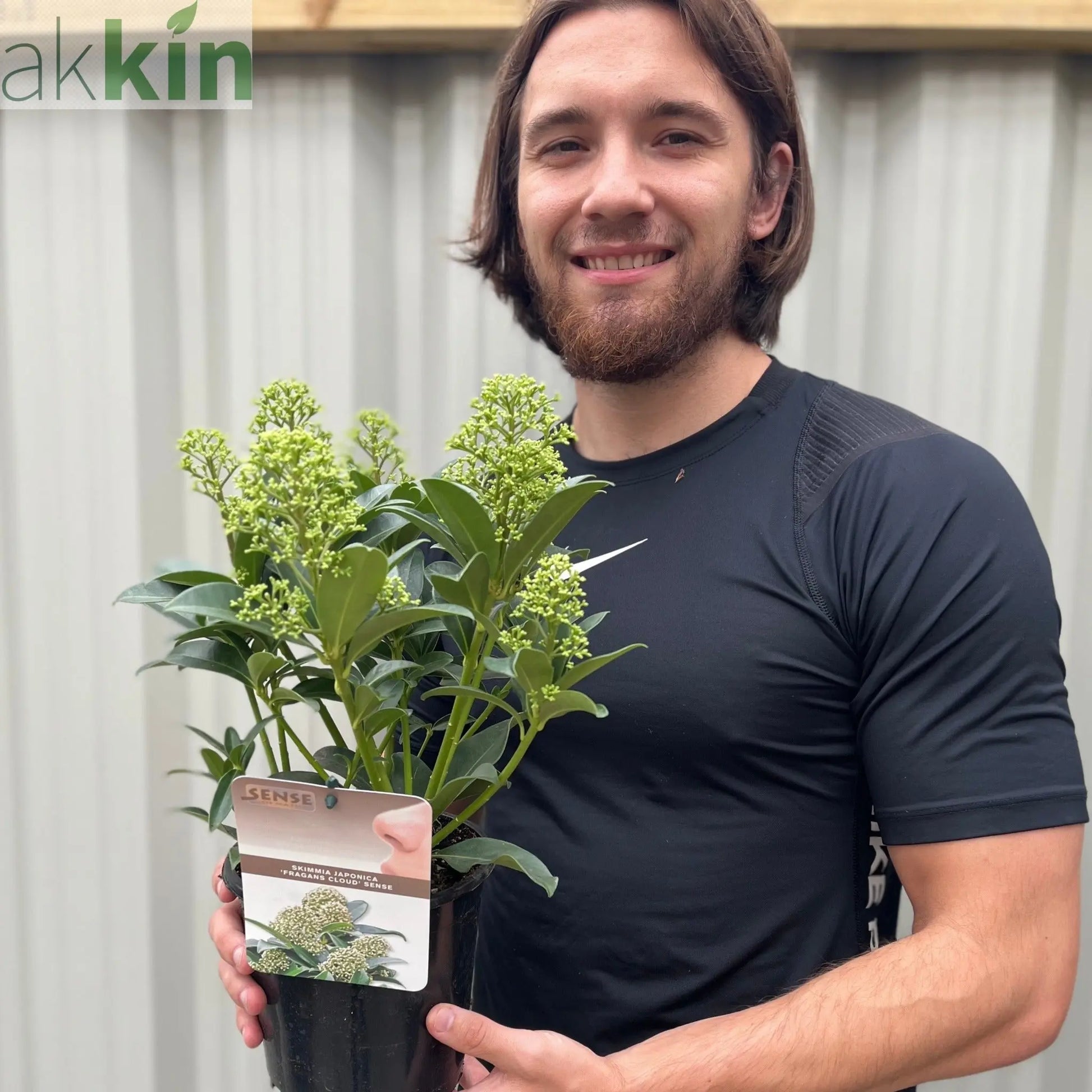 Skimmia japonica 'Fragrant Cloud' 9cm/2L/5L One Click Plants