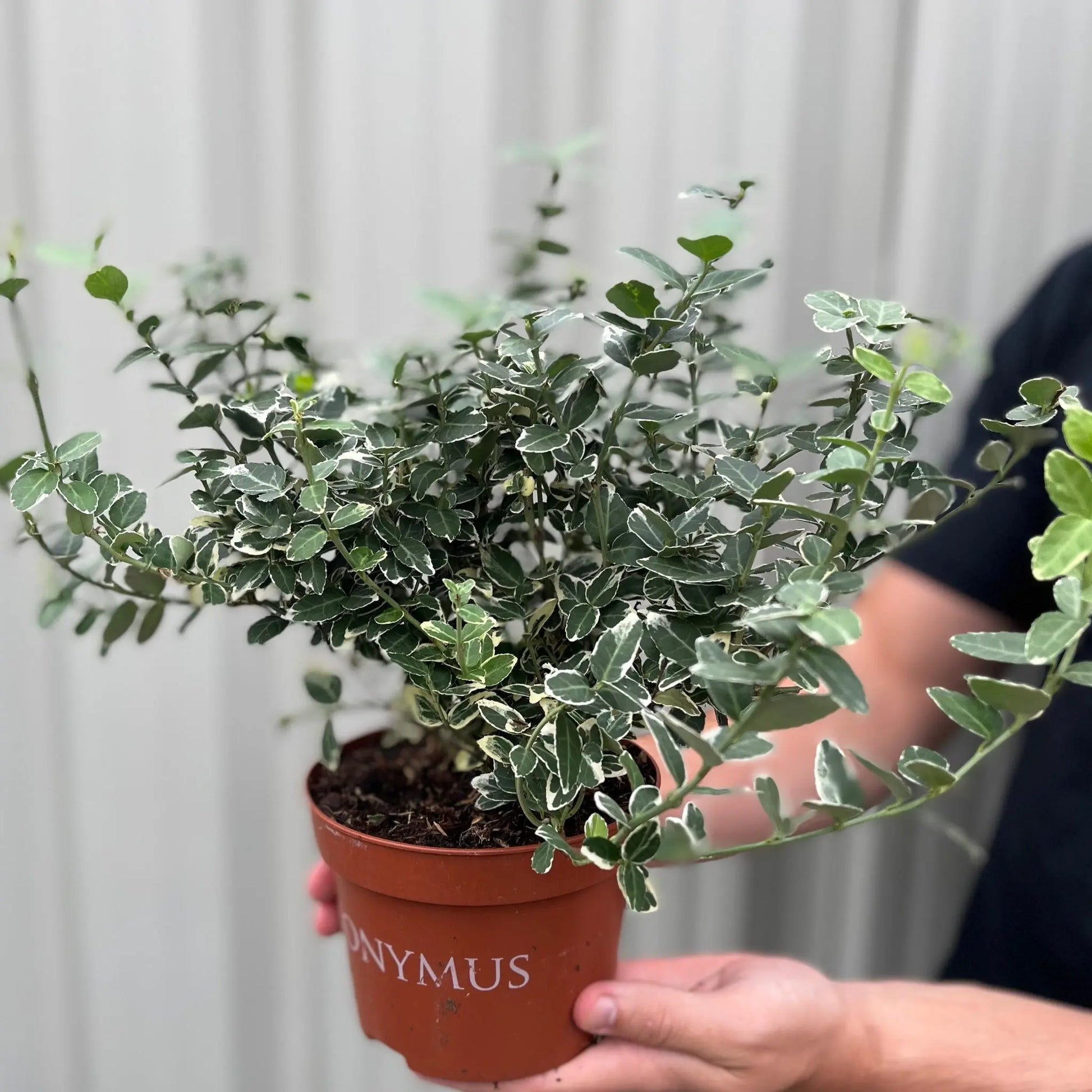 Euonymus fortunei ‘Emerald Gaiety’ 1L / 5L One Click Plants