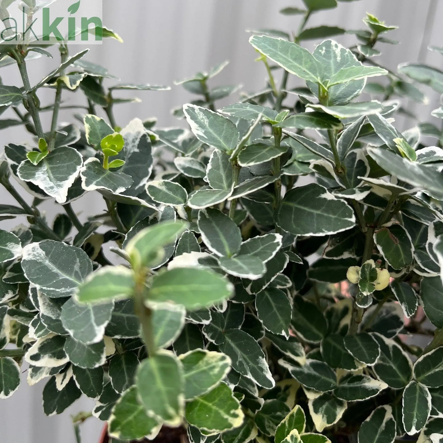 Euonymus fortunei ‘Emerald Gaiety’ 1L / 5L One Click Plants
