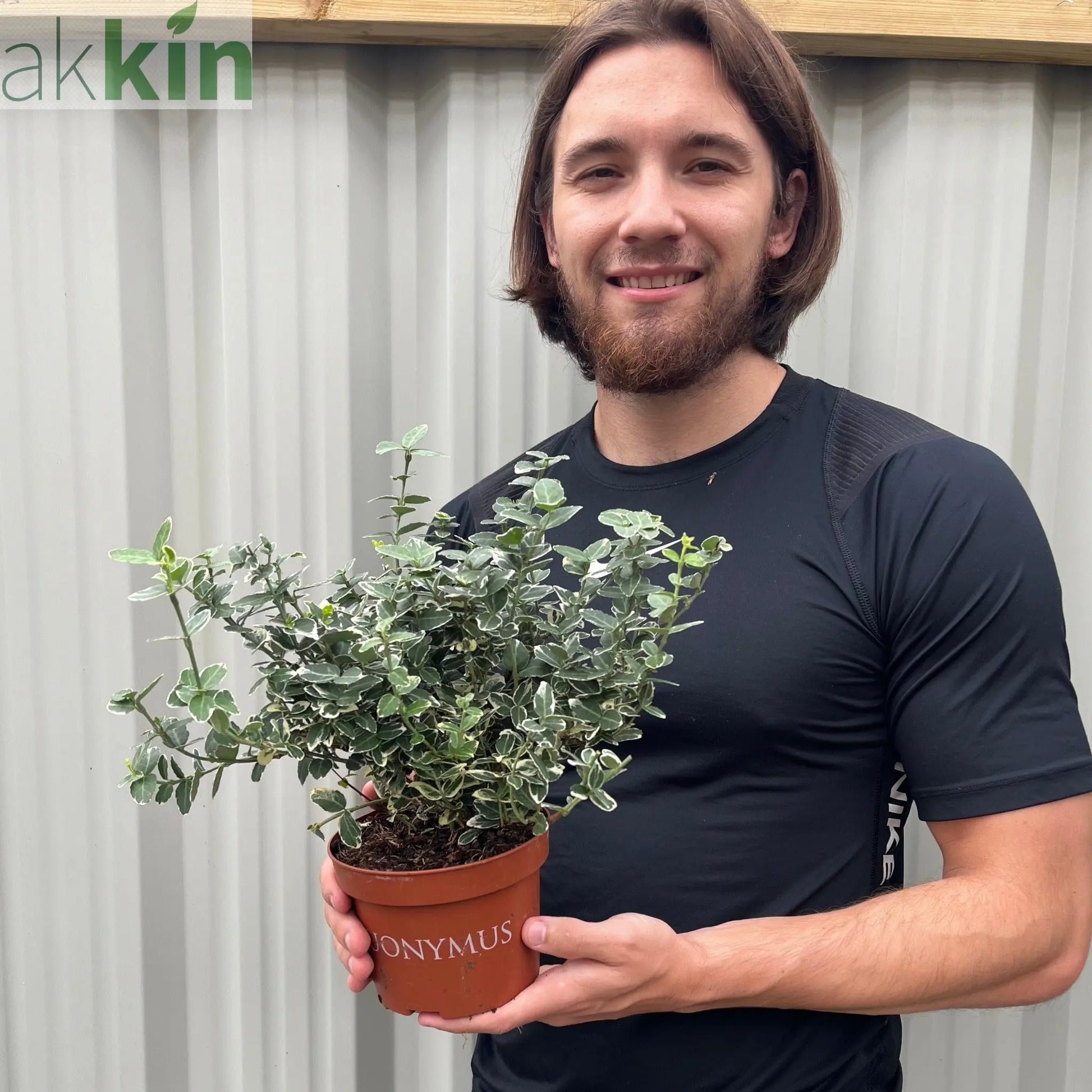 Euonymus fortunei ‘Emerald Gaiety’ 1L / 5L One Click Plants