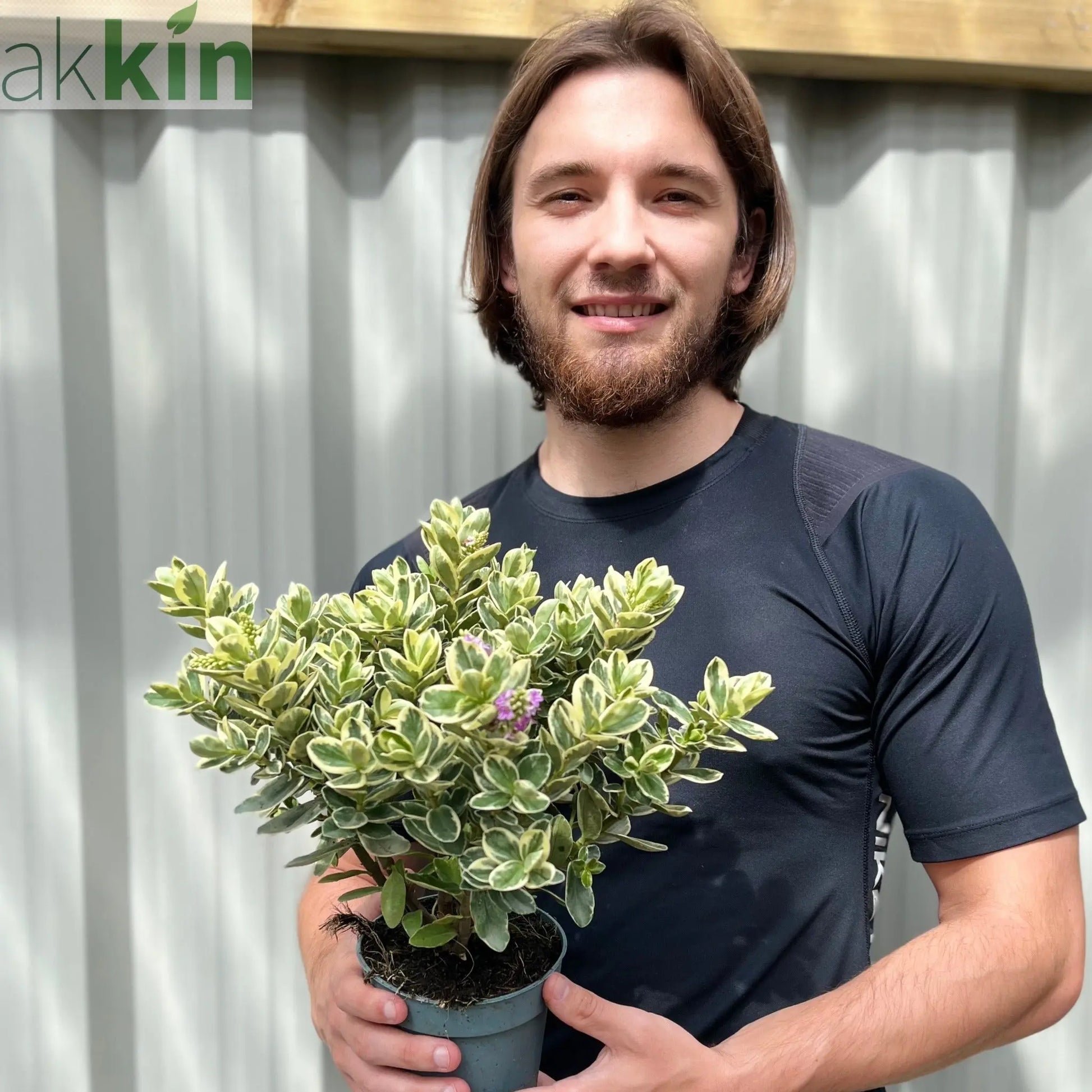 Variegated Hebe andersonii Katrina 1L/5L One Click Plants