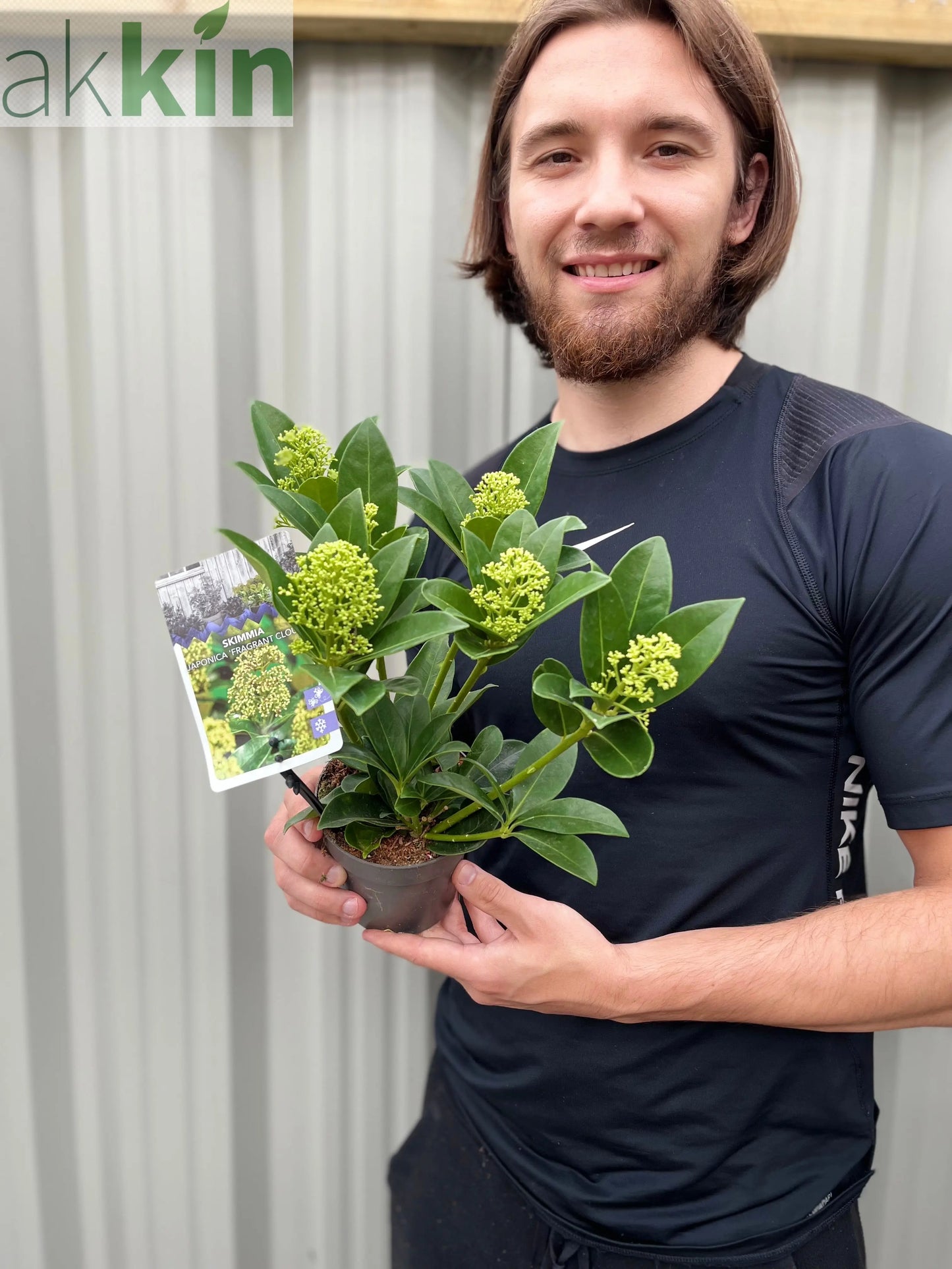 Skimmia japonica 'Fragrant Cloud' 9cm/2L/5L One Click Plants