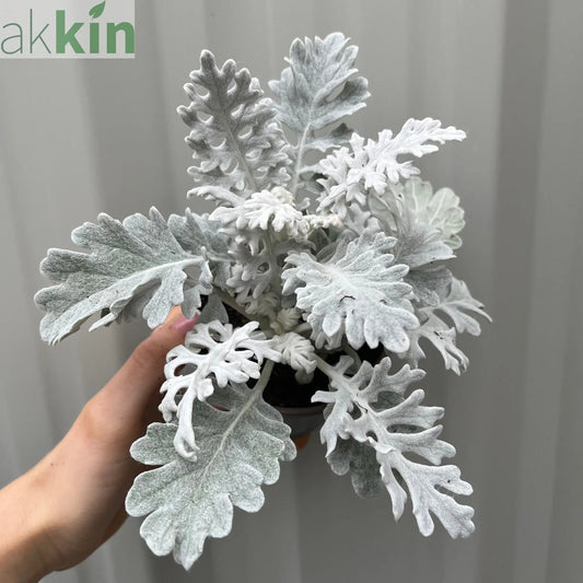 3 x Cineraria 'Silver Dust' (9cm Pots) One Click Plants