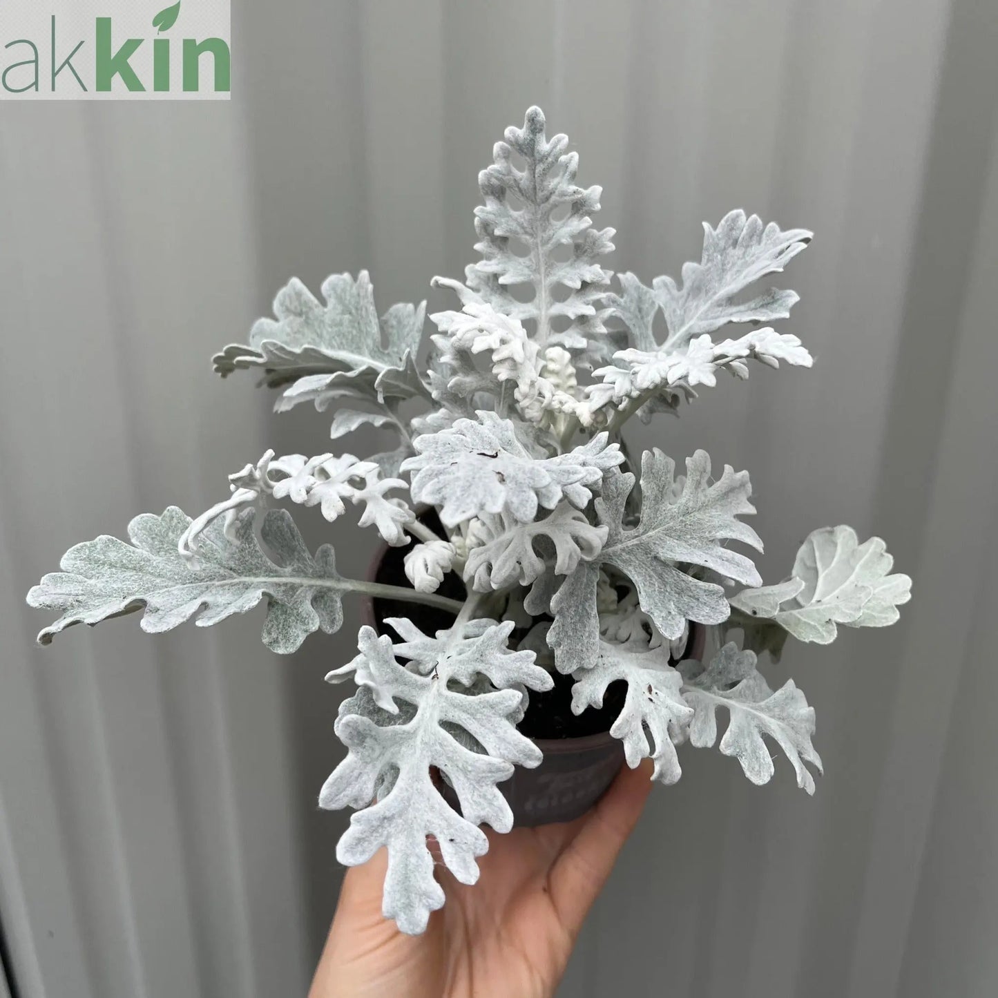3 x Cineraria 'Silver Dust' (9cm Pots) One Click Plants